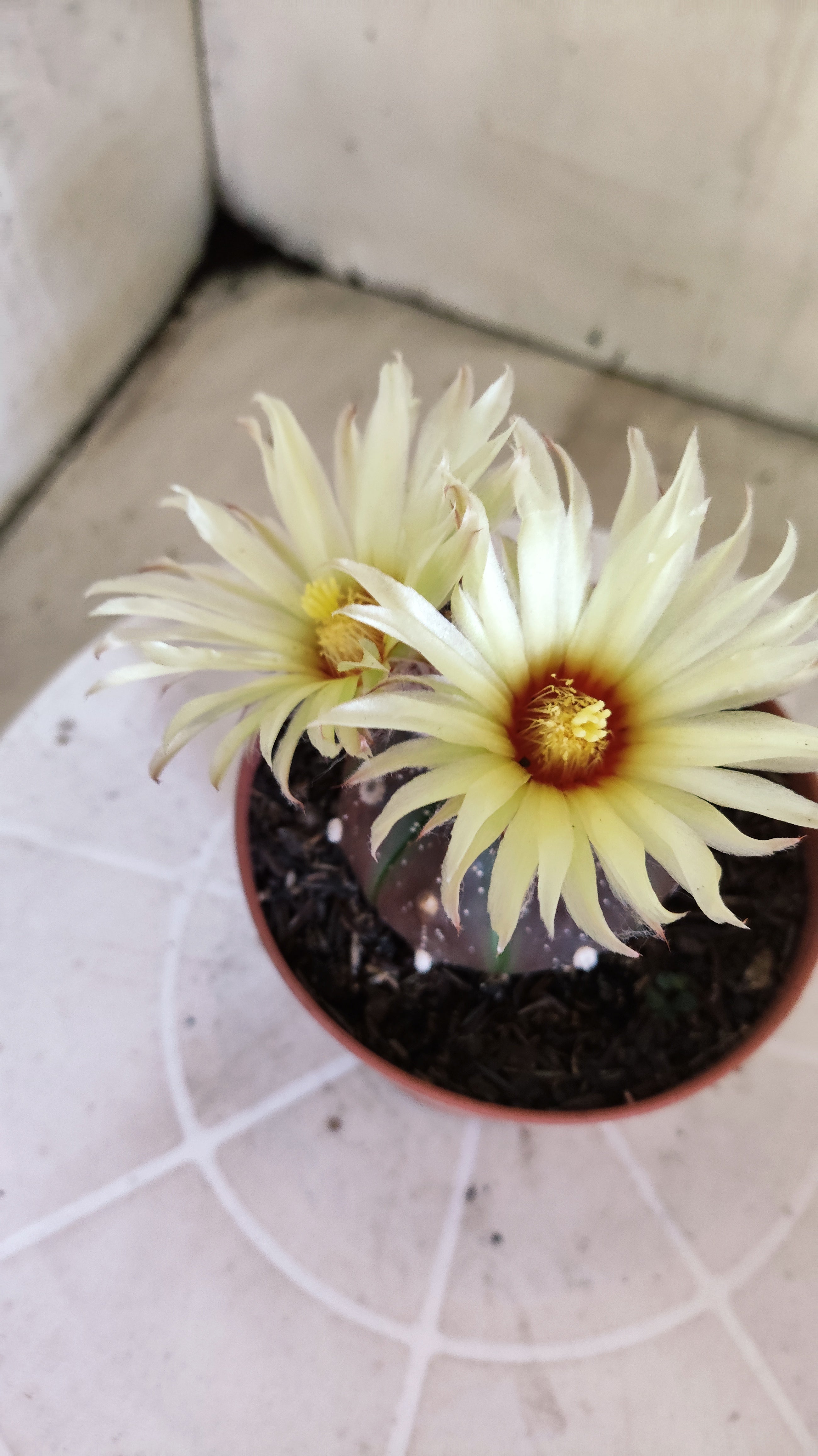 ASTROPHYTUM ASTERIAS “Purple”  Nº 1301 – vaso 11