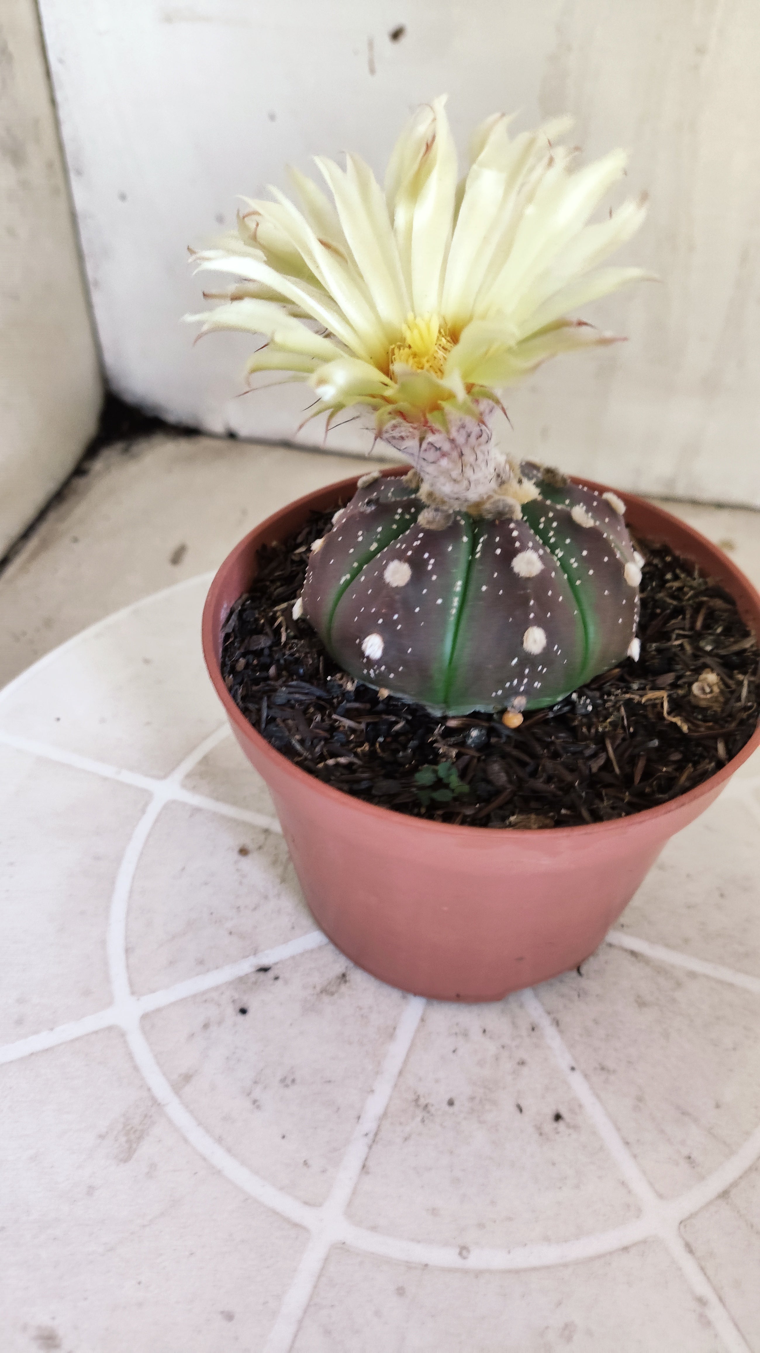 ASTROPHYTUM ASTERIAS “Purple”  Nº 1301 – vaso 11