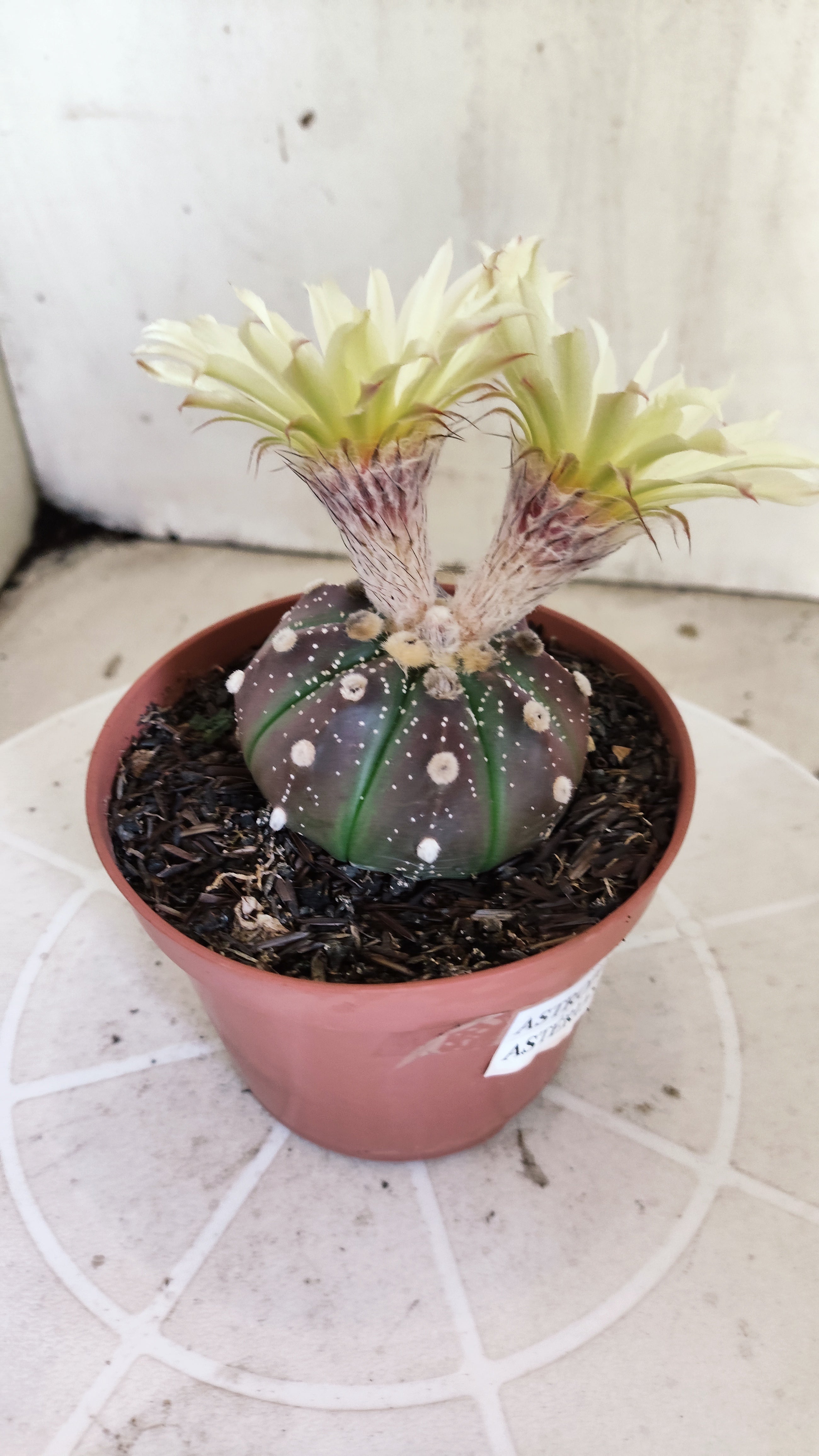 ASTROPHYTUM ASTERIAS “Purple”  Nº 1301 – vaso 11