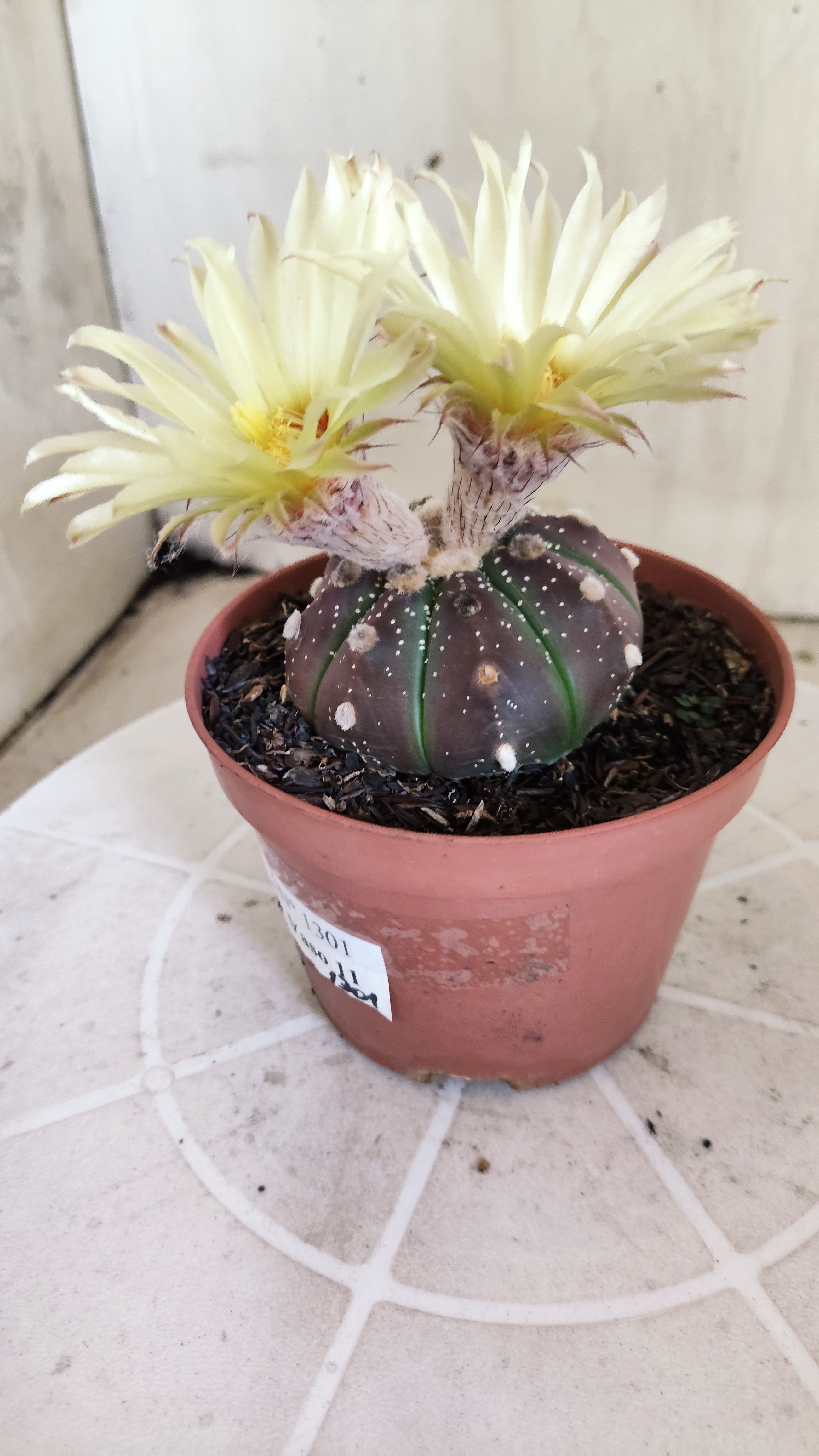 ASTROPHYTUM ASTERIAS “Purple”  Nº 1301 – vaso 11