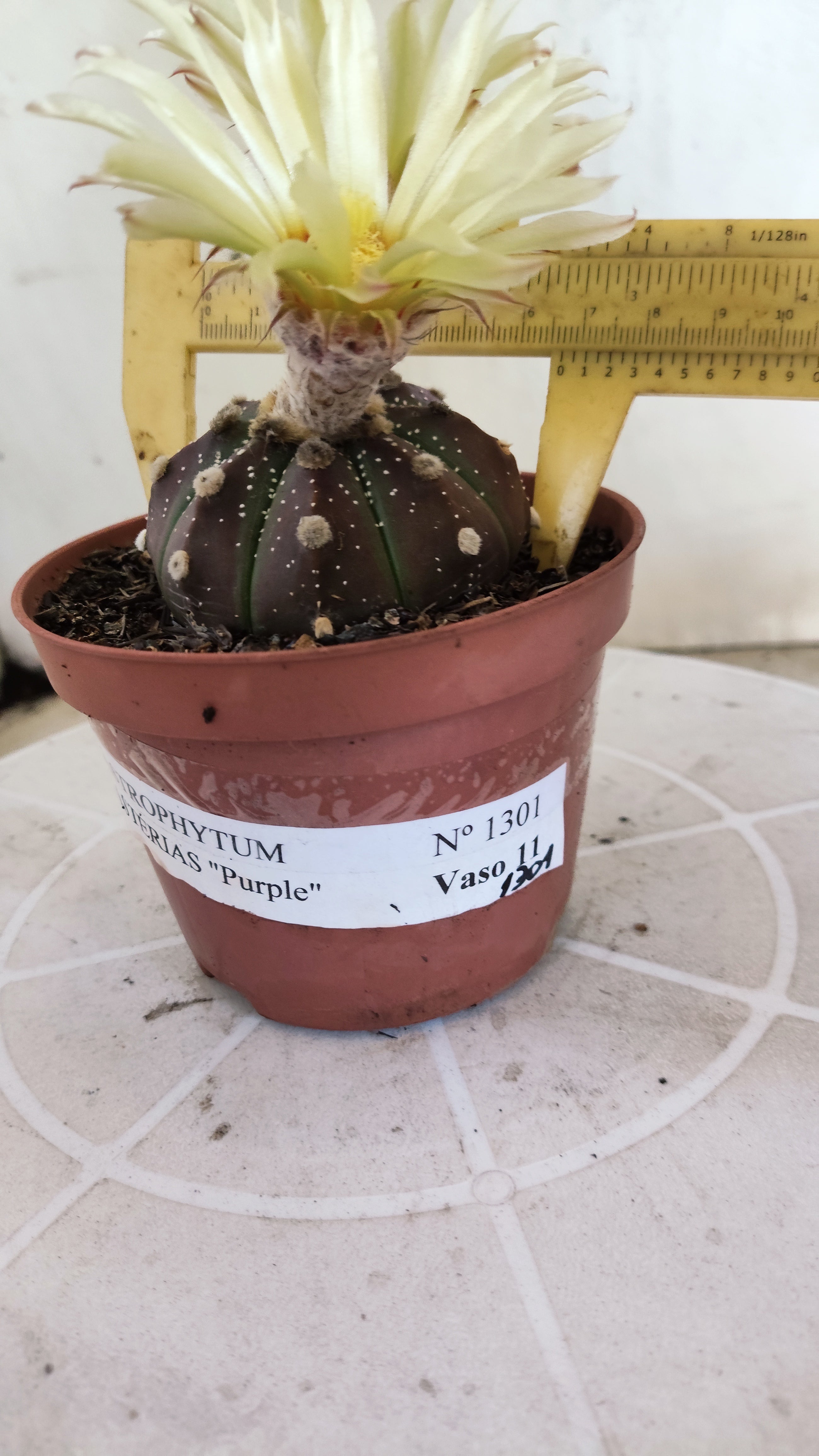 ASTROPHYTUM ASTERIAS “Purple”  Nº 1301 – vaso 11