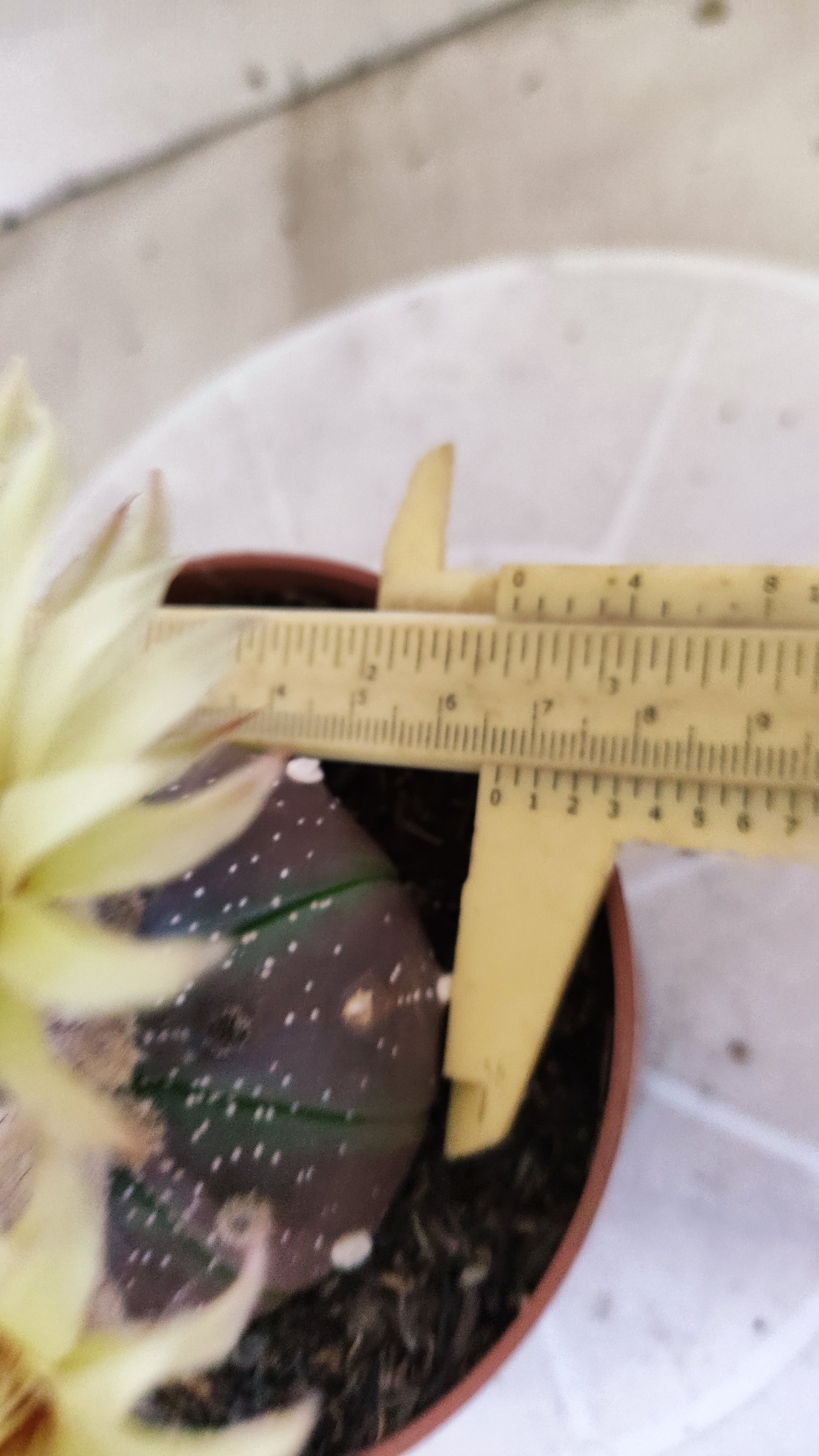 ASTROPHYTUM ASTERIAS “Purple”  Nº 1301 – vaso 11