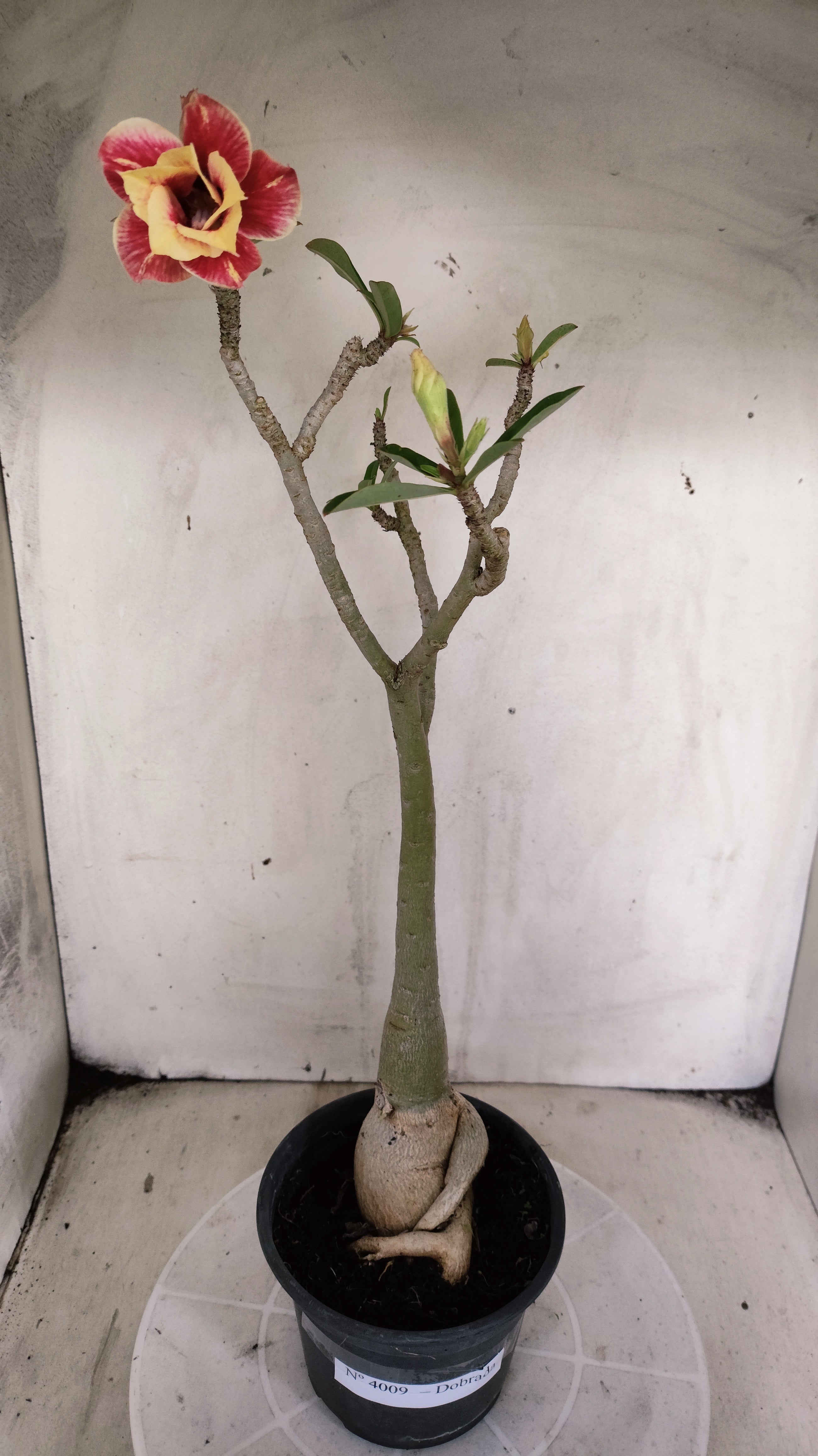 Planta Dobrada 4009 – 40cm – 03 anos - Vaso 15