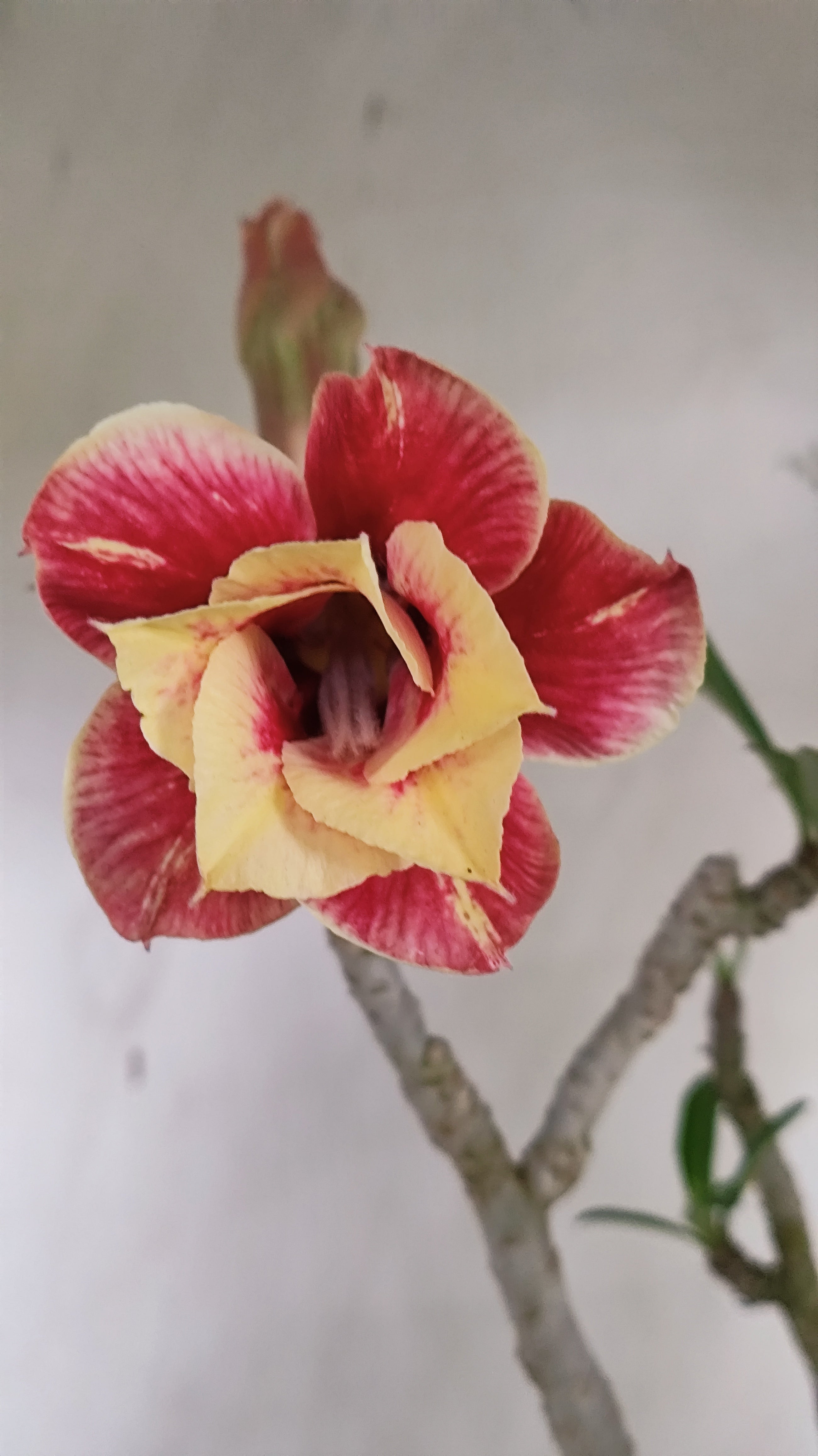 Planta Dobrada 4009 – 40cm – 03 anos - Vaso 15