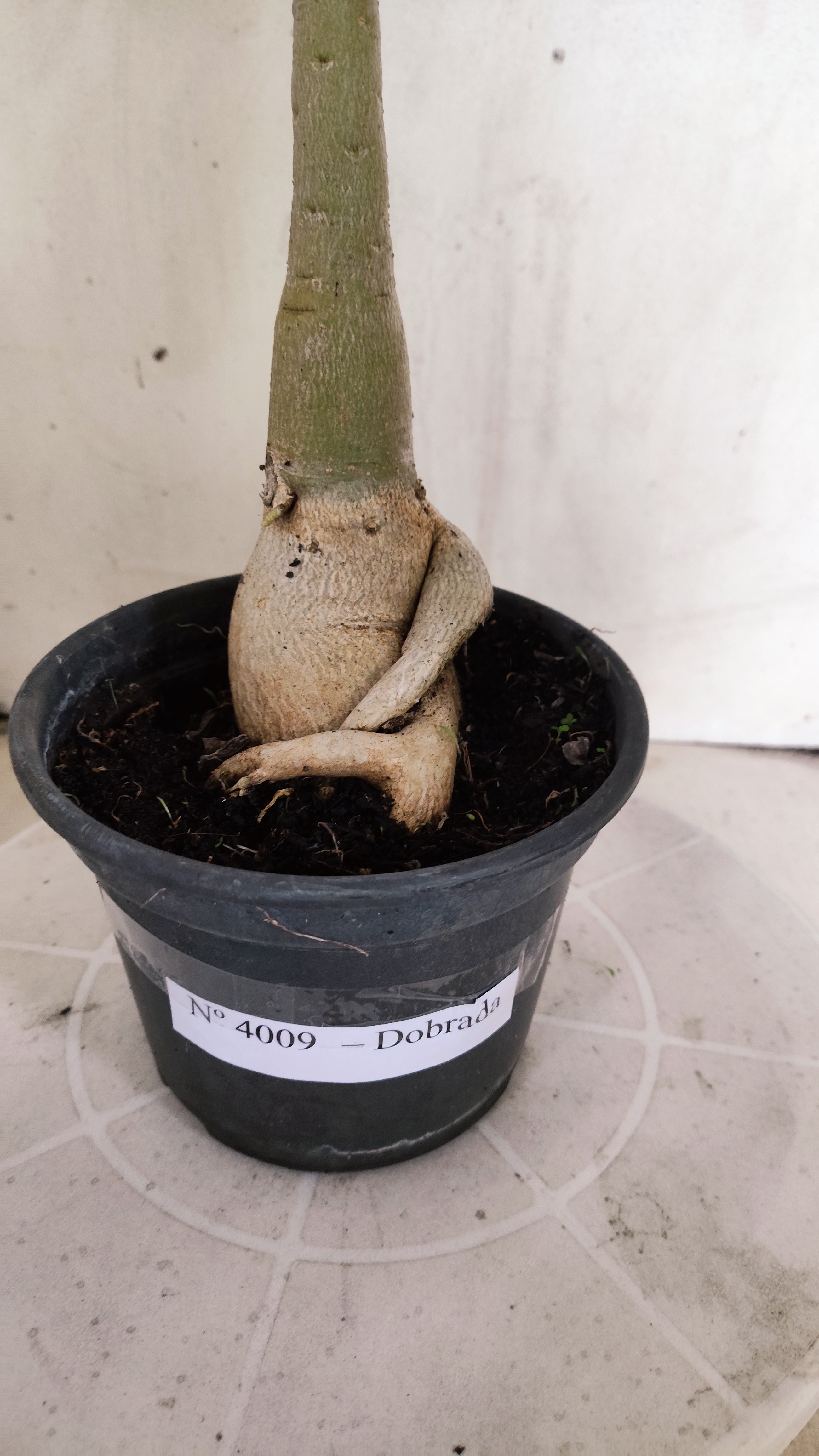 Planta Dobrada 4009 – 40cm – 03 anos - Vaso 15