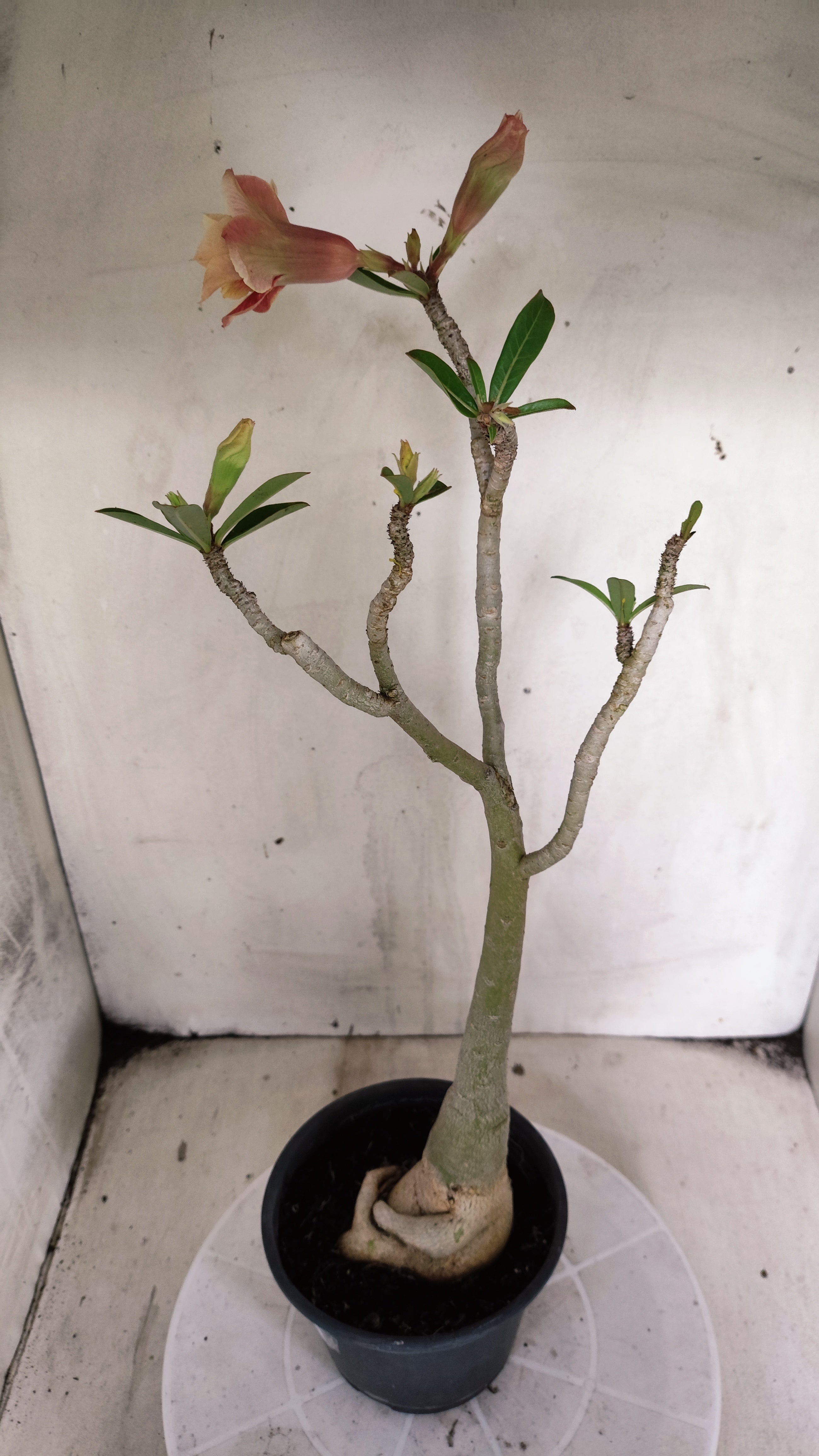 Planta Dobrada 4009 – 40cm – 03 anos - Vaso 15