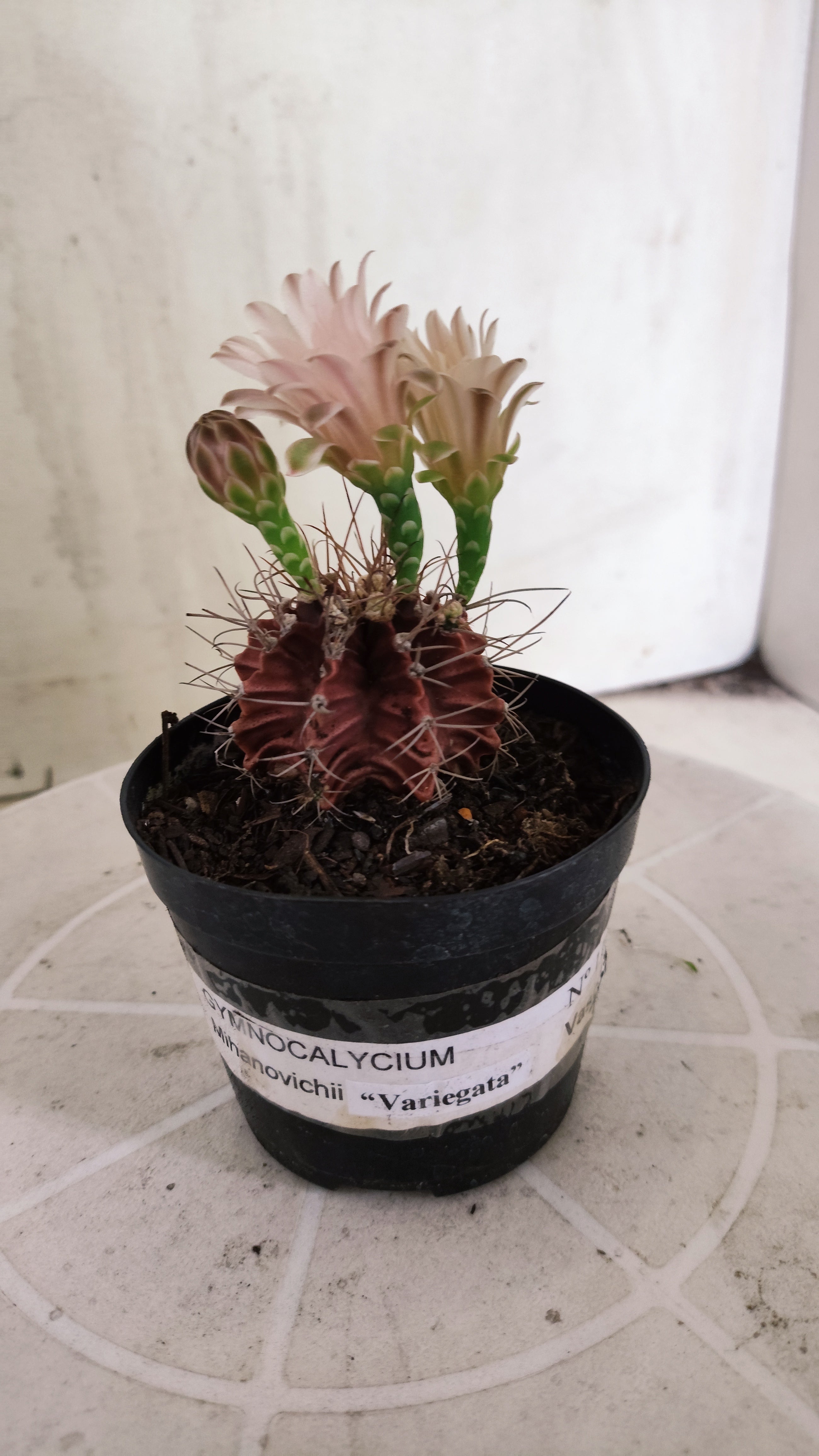 Matriz GYMNOCALYCIUM Mihanovichii Variegata Nº 1107 – vaso 09