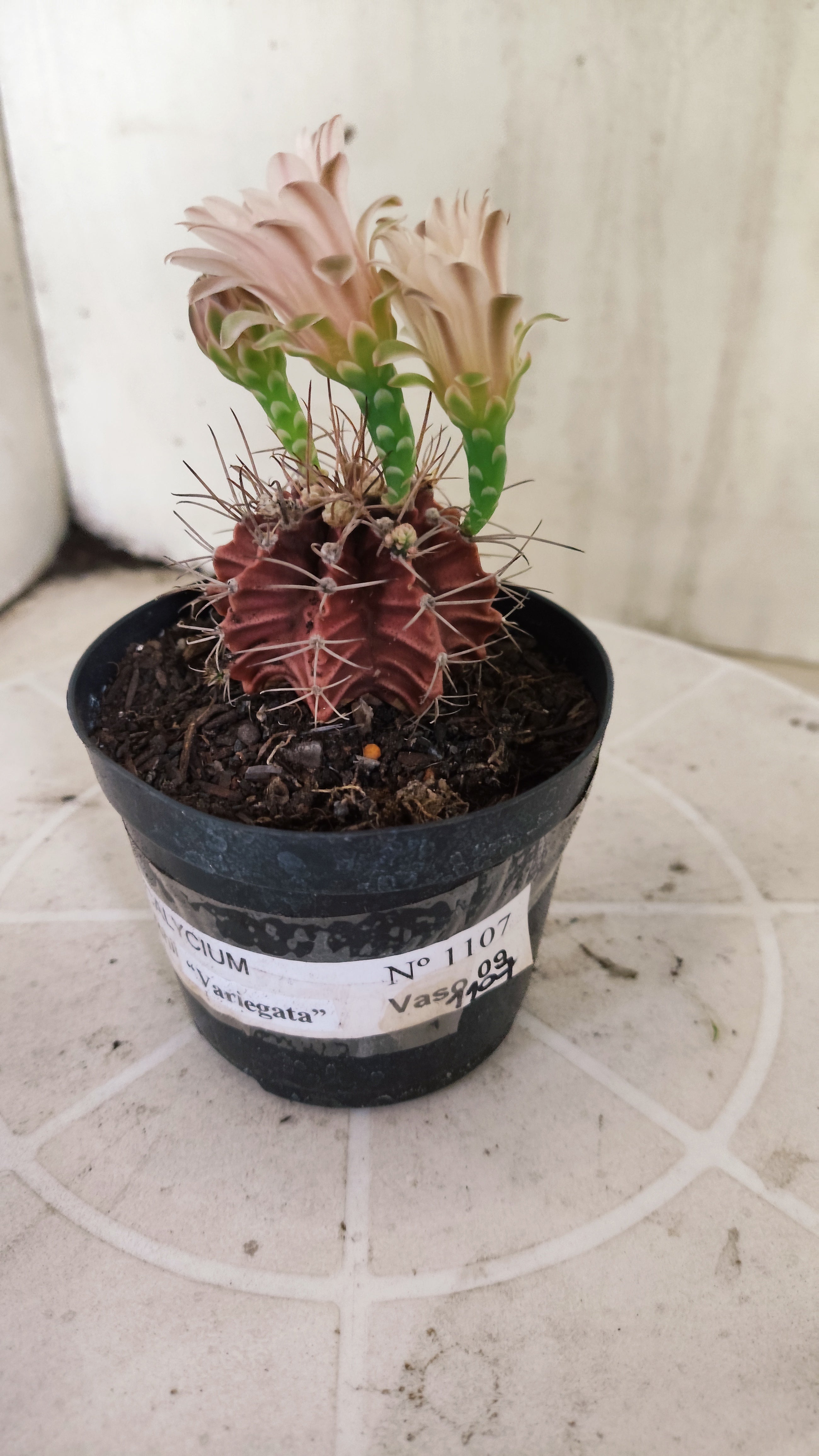 Matriz GYMNOCALYCIUM Mihanovichii Variegata Nº 1107 – vaso 09