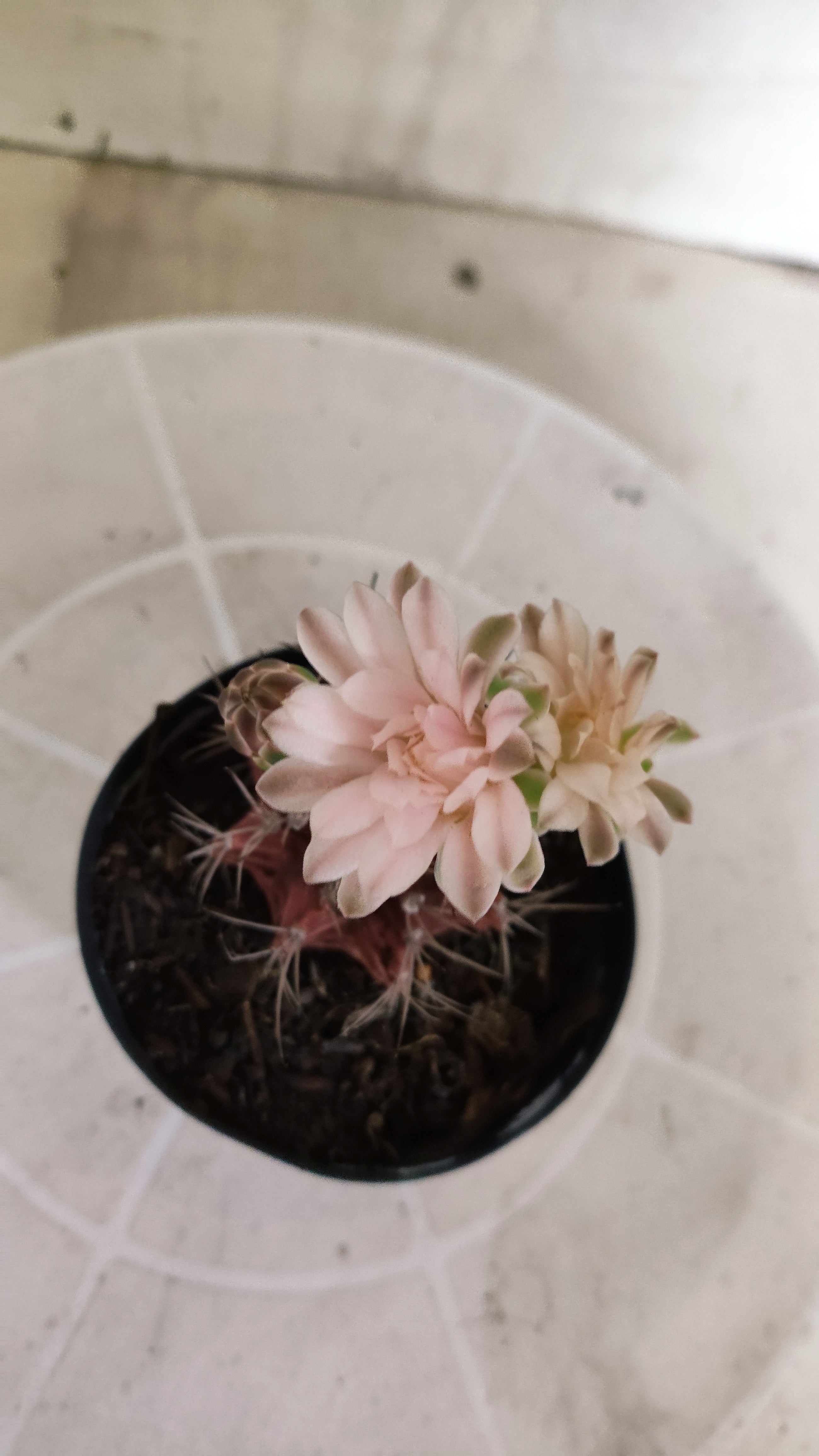 Matriz GYMNOCALYCIUM Mihanovichii Variegata Nº 1107 – vaso 09