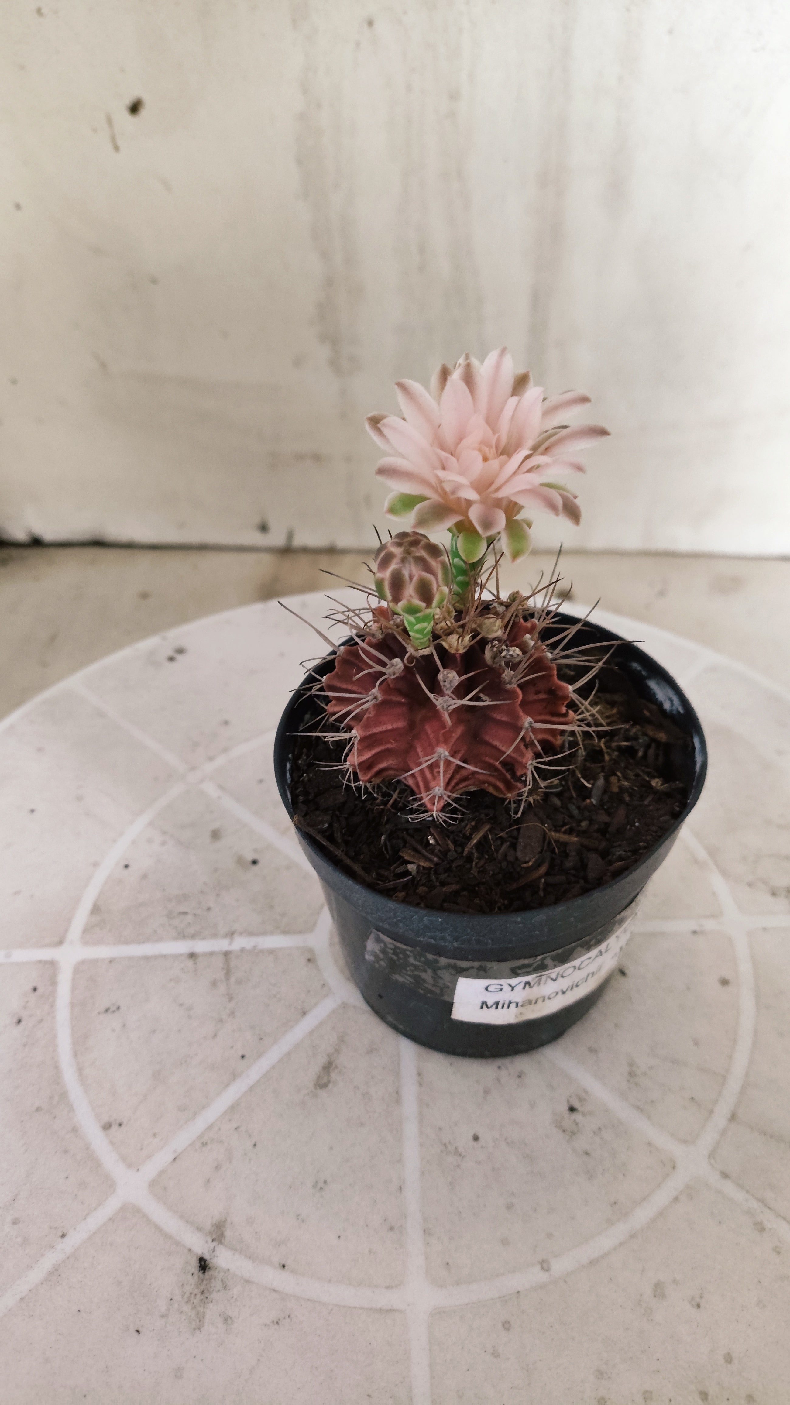Matriz GYMNOCALYCIUM Mihanovichii Variegata Nº 1107 – vaso 09