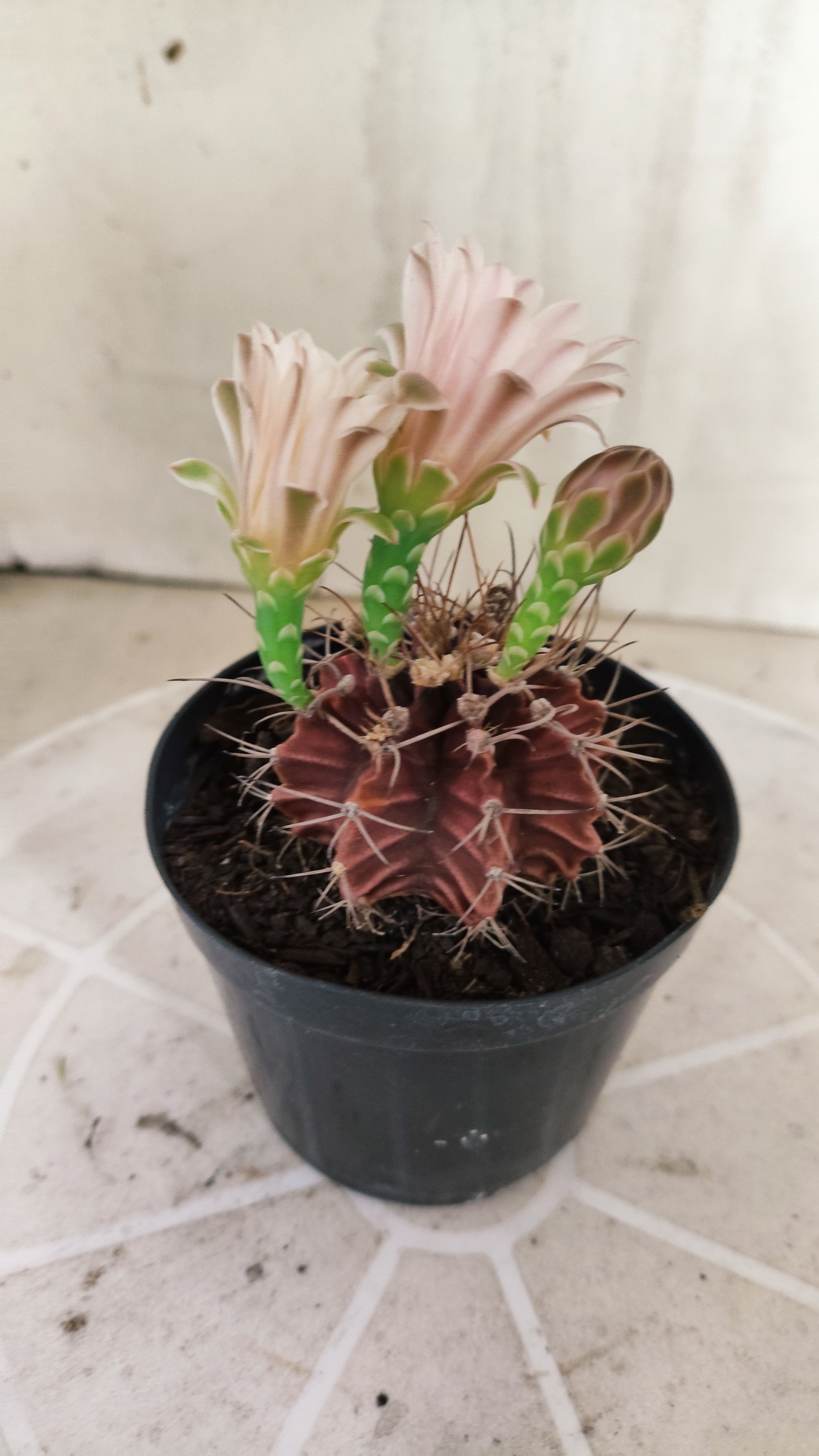 Matriz GYMNOCALYCIUM Mihanovichii Variegata Nº 1107 – vaso 09