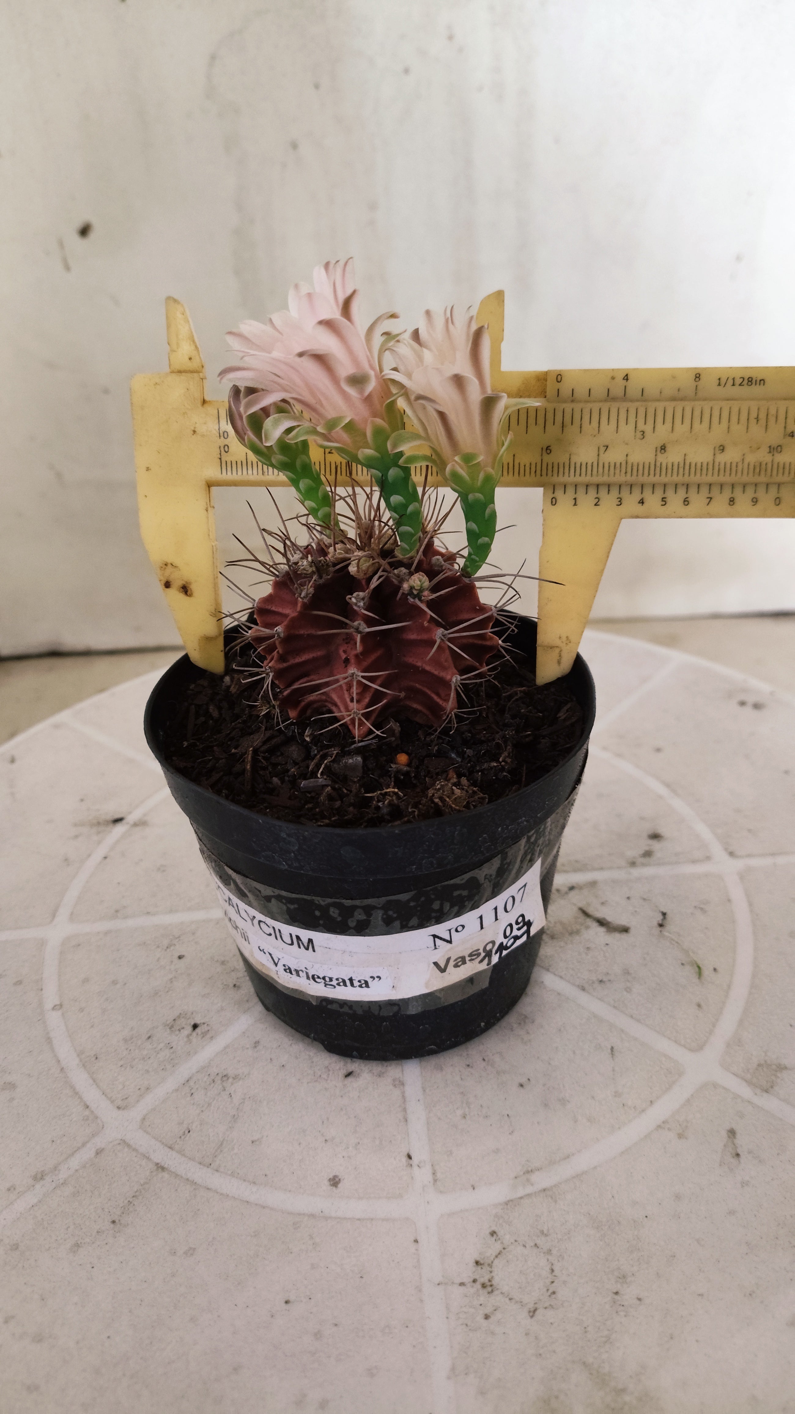 Matriz GYMNOCALYCIUM Mihanovichii Variegata Nº 1107 – vaso 09
