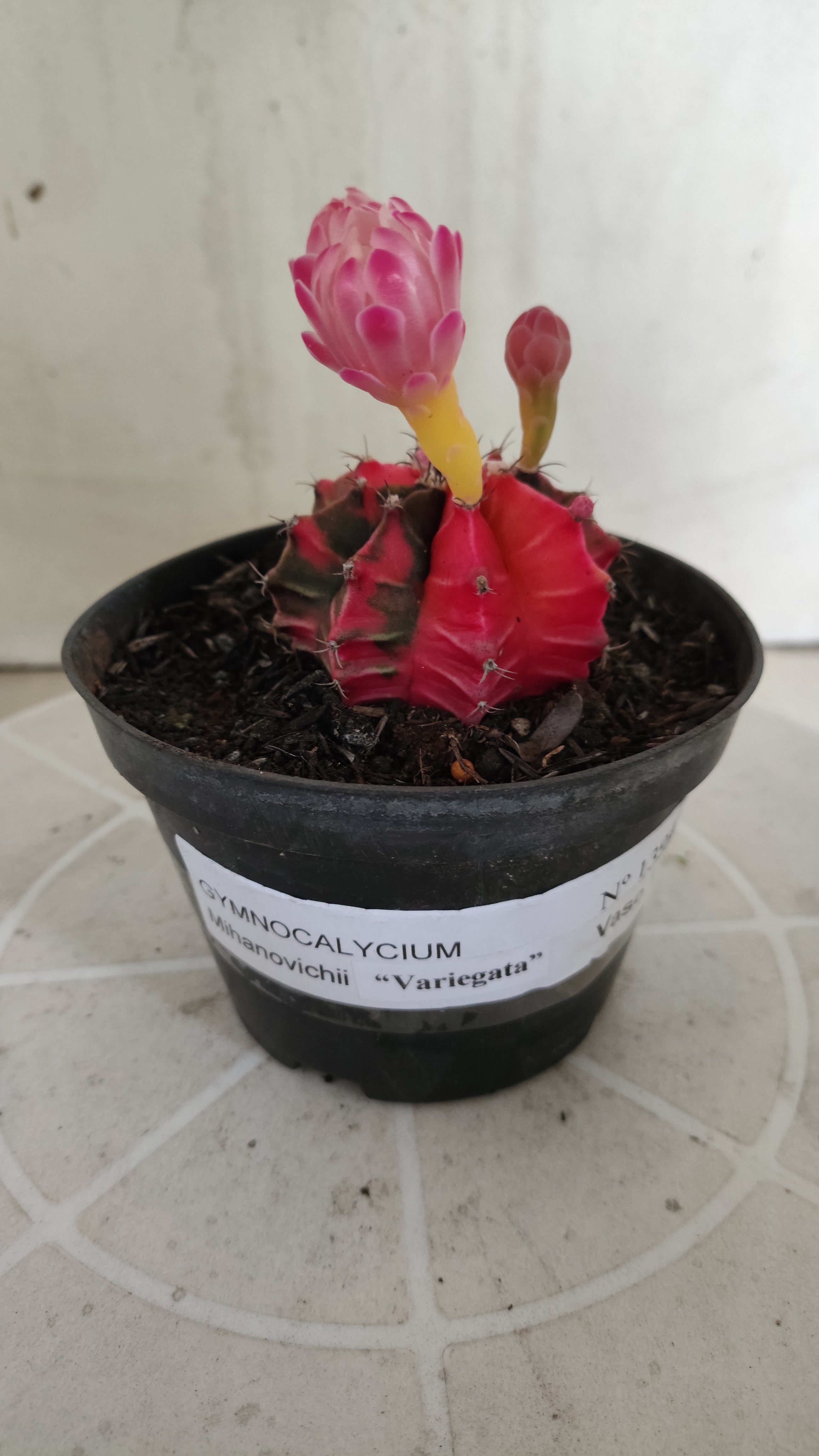 Matriz GYMNOCALYCIUM Mihanovichii Variegata Nº 1394 – vaso 11