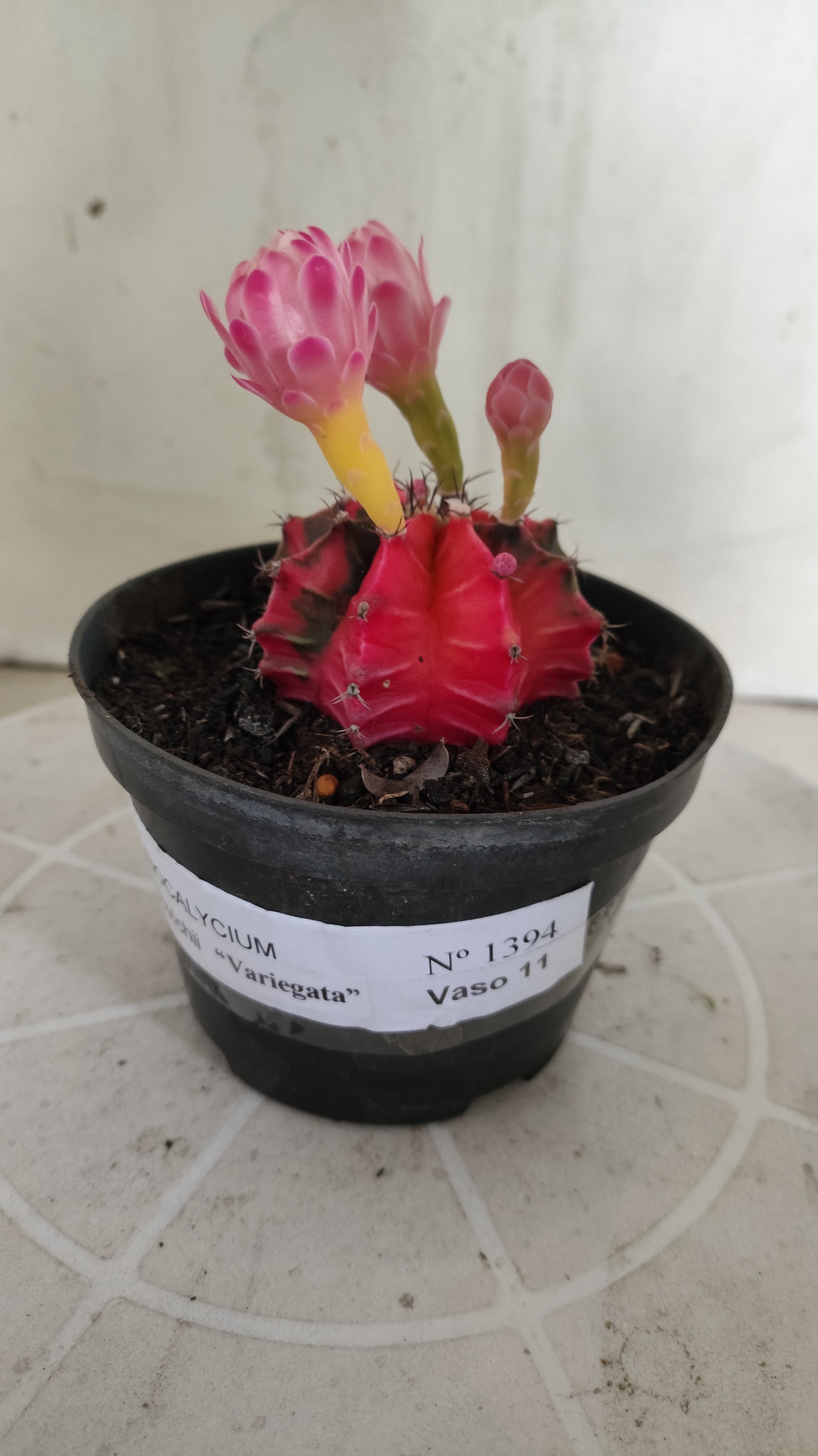 Matriz GYMNOCALYCIUM Mihanovichii Variegata Nº 1394 – vaso 11