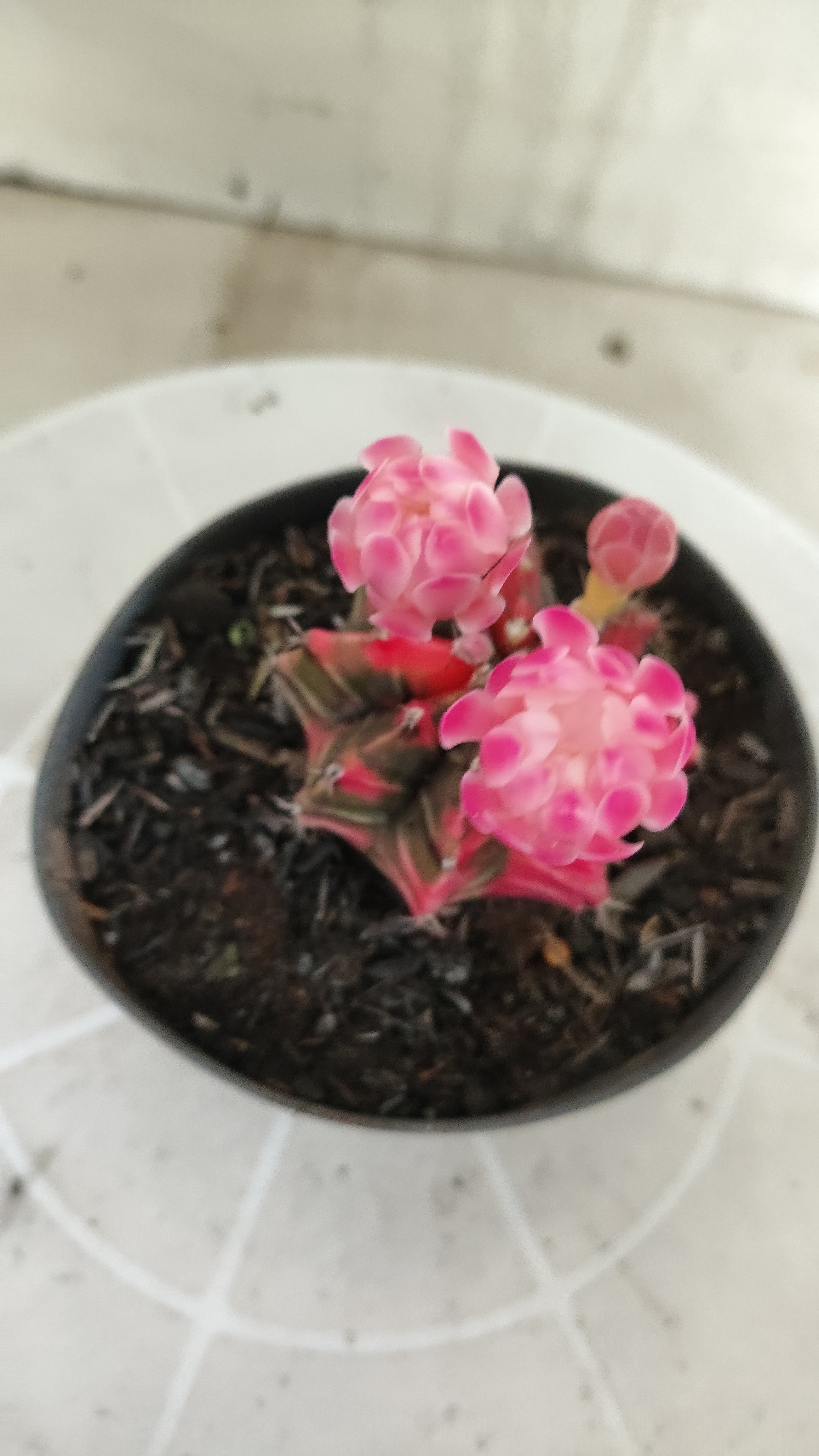 Matriz GYMNOCALYCIUM Mihanovichii Variegata Nº 1394 – vaso 11