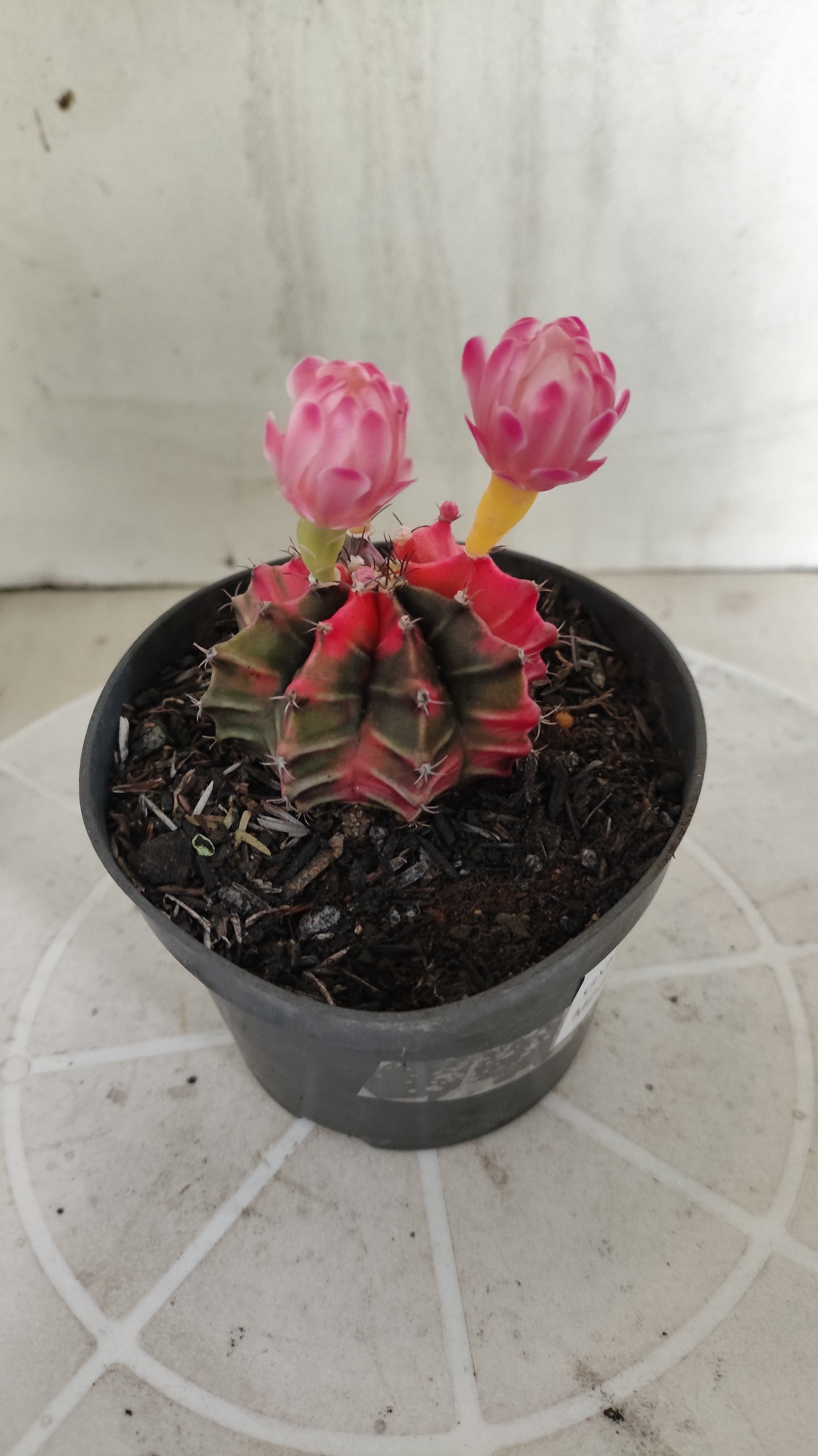 Matriz GYMNOCALYCIUM Mihanovichii Variegata Nº 1394 – vaso 11