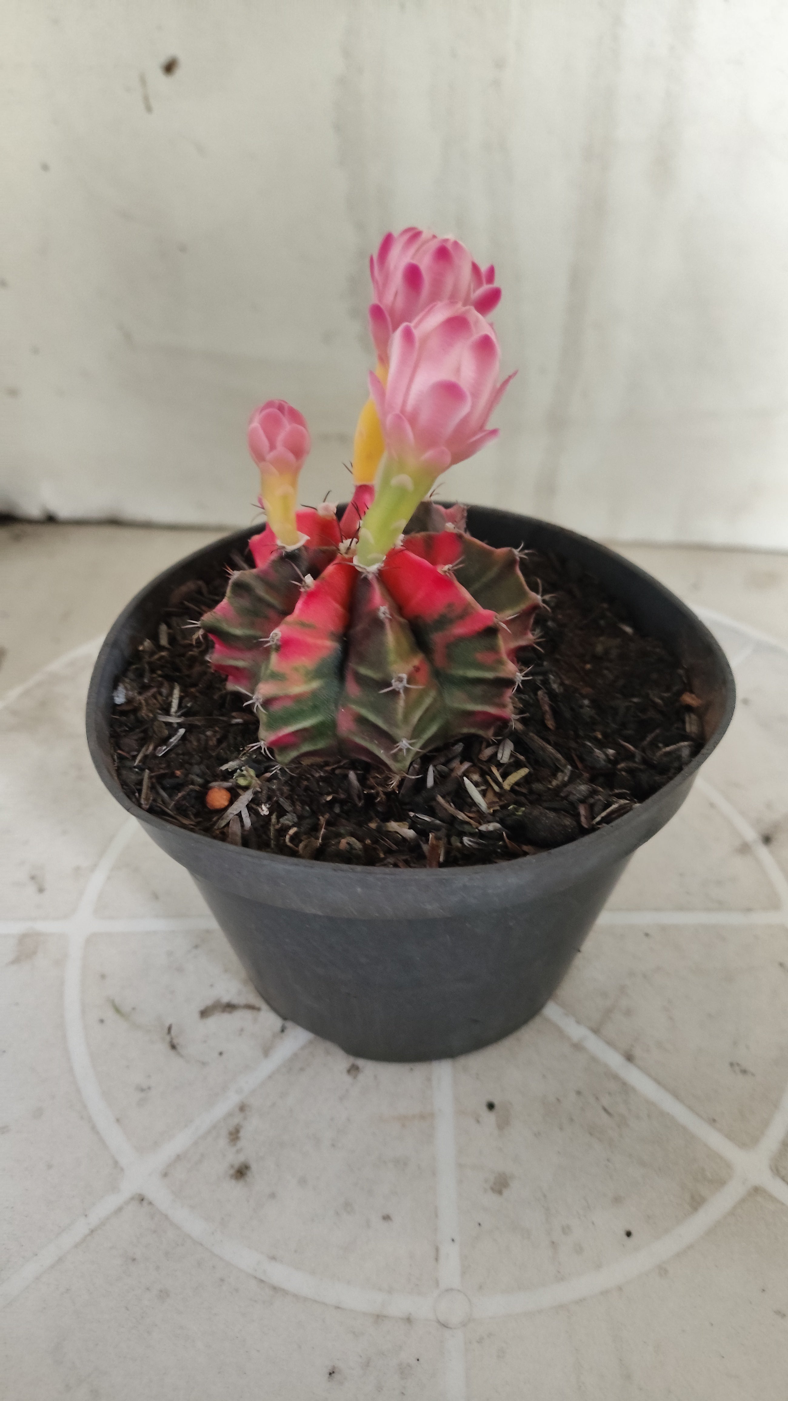 Matriz GYMNOCALYCIUM Mihanovichii Variegata Nº 1394 – vaso 11
