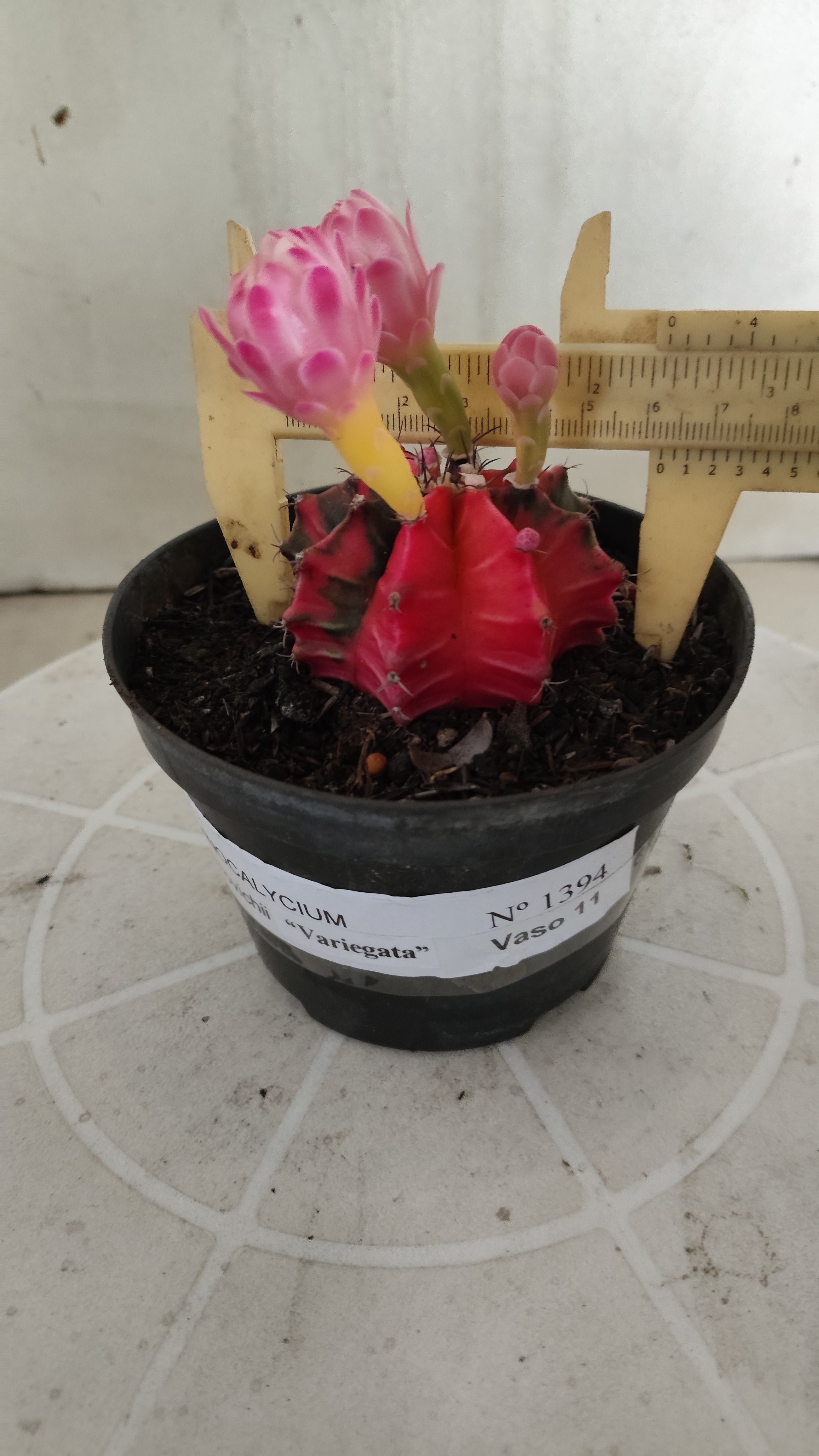 Matriz GYMNOCALYCIUM Mihanovichii Variegata Nº 1394 – vaso 11