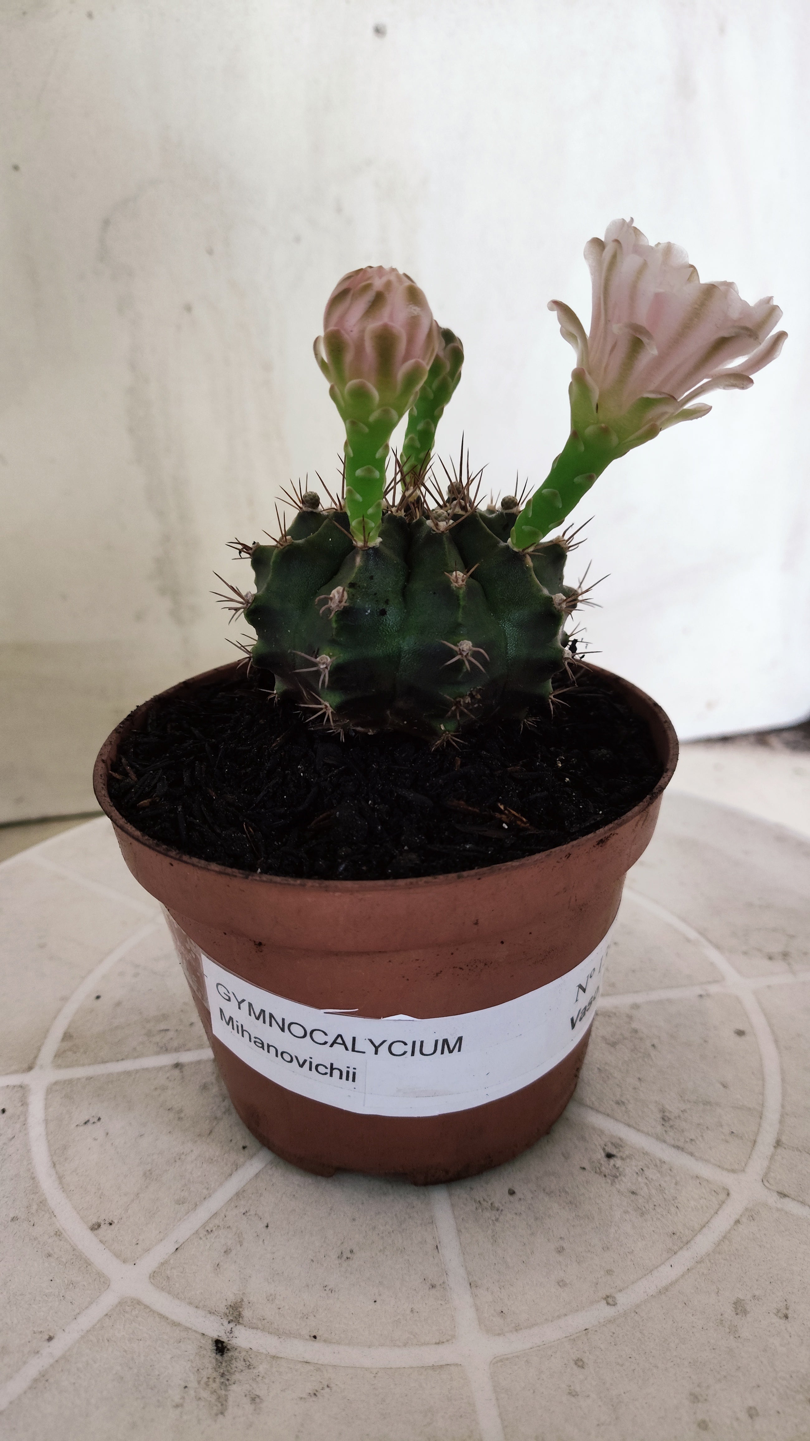 Matriz GYMNOCALYCIUM Mihanovichii  Nº 1393 – vaso 11