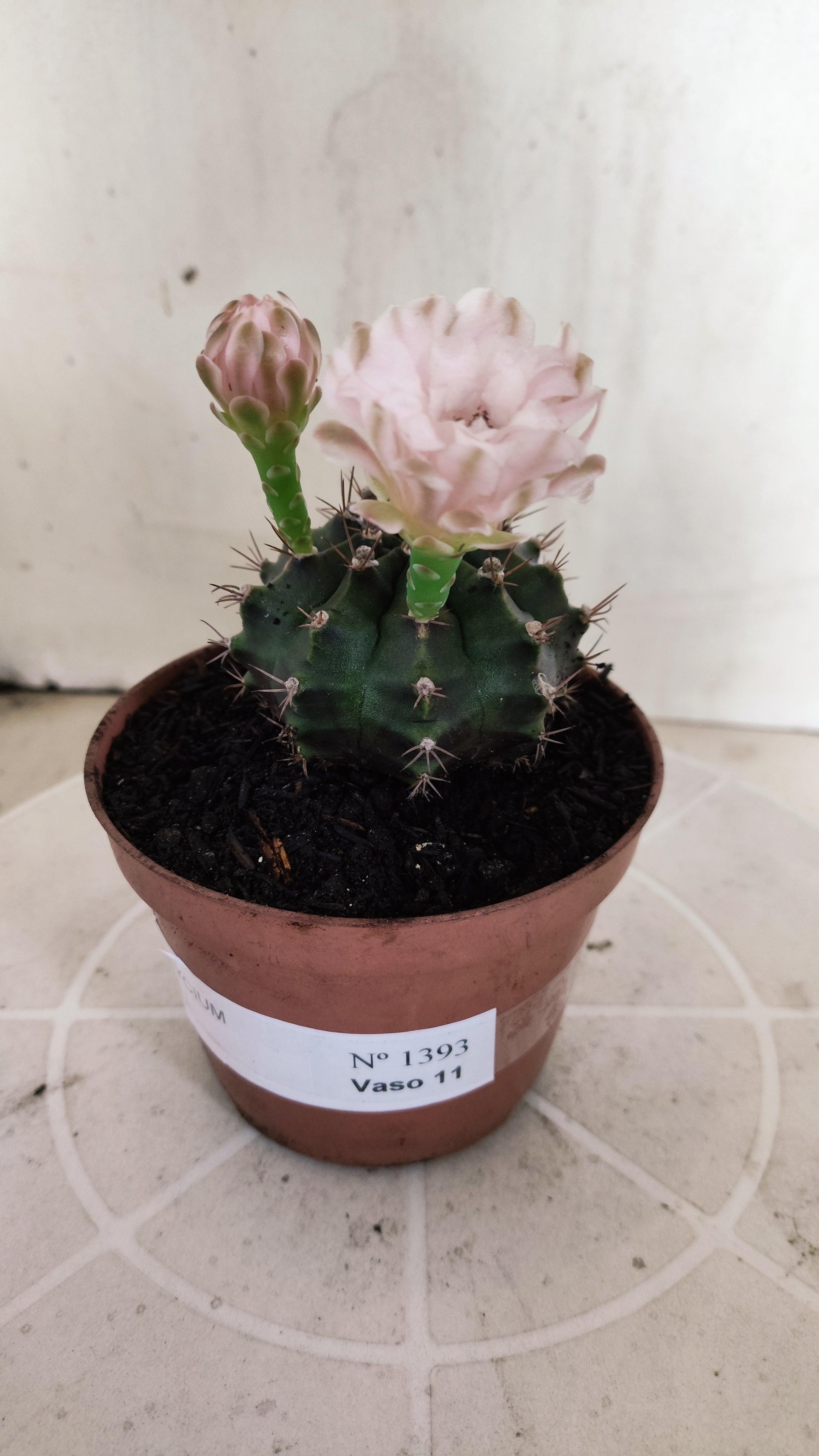 Matriz GYMNOCALYCIUM Mihanovichii  Nº 1393 – vaso 11
