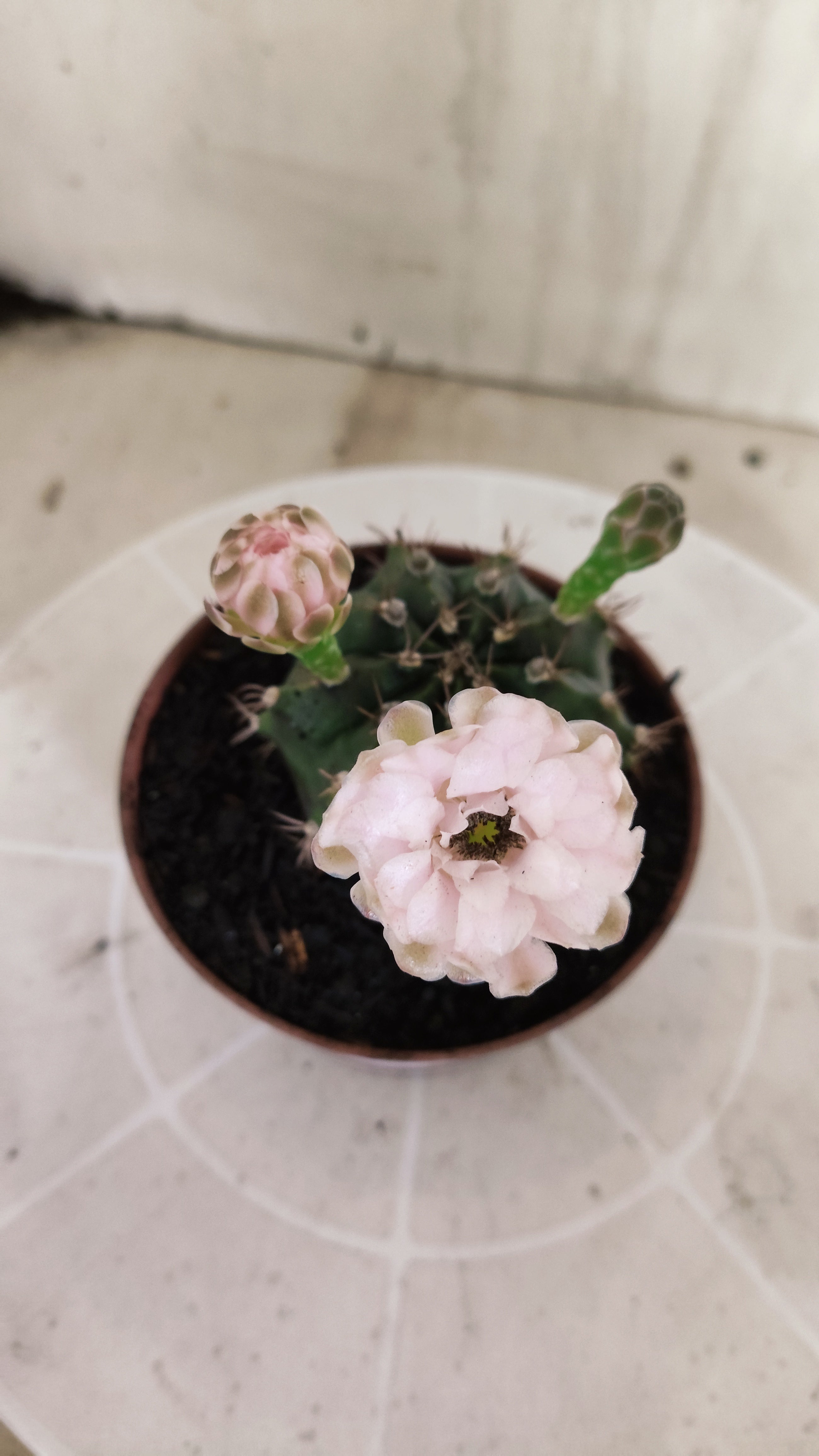 Matriz GYMNOCALYCIUM Mihanovichii  Nº 1393 – vaso 11