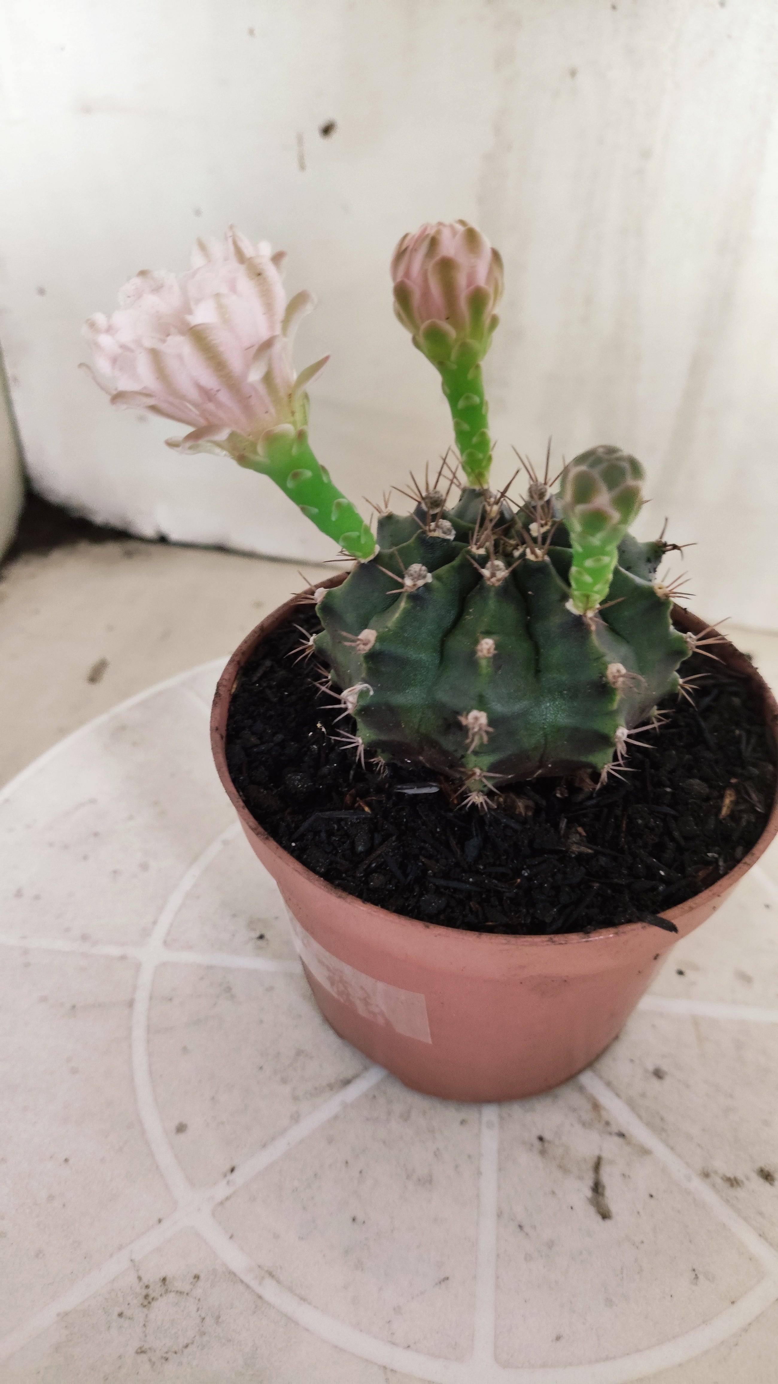 Matriz GYMNOCALYCIUM Mihanovichii  Nº 1393 – vaso 11