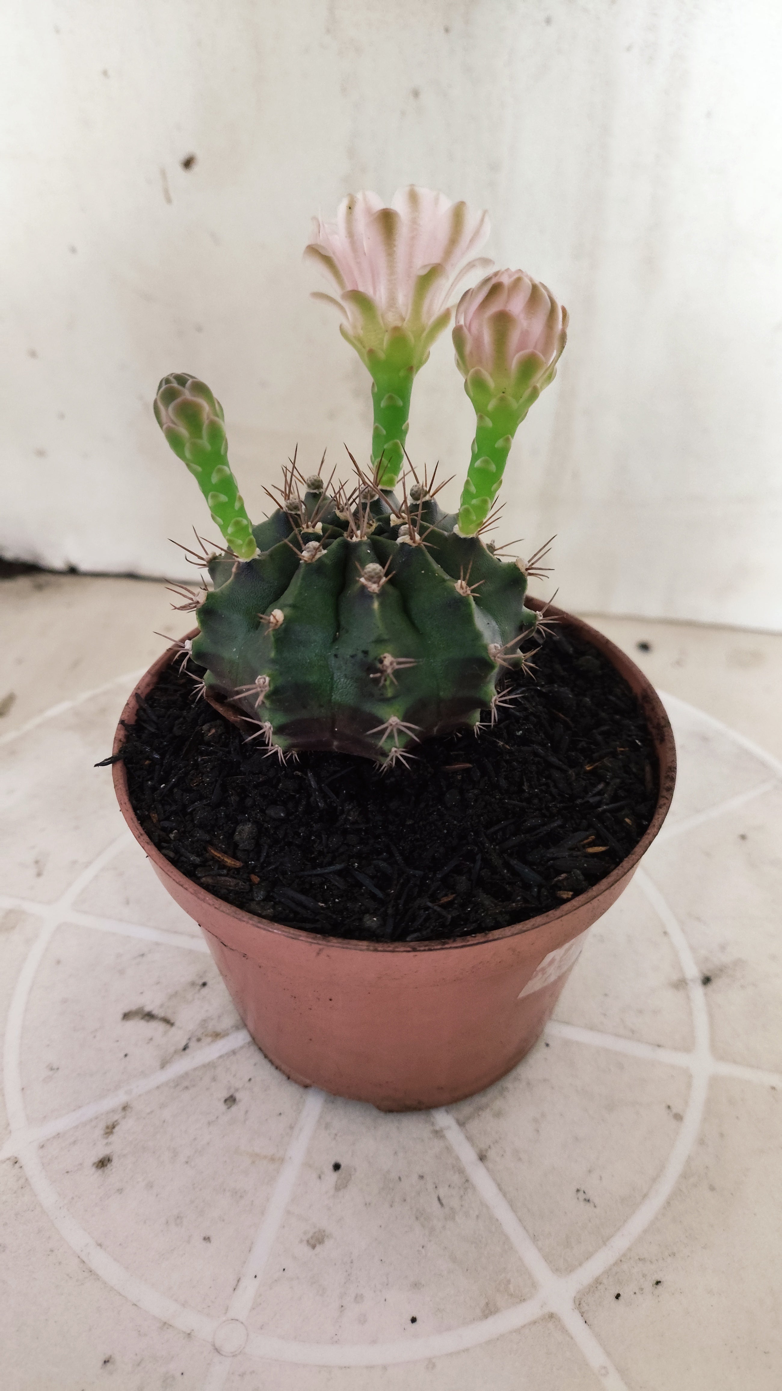 Matriz GYMNOCALYCIUM Mihanovichii  Nº 1393 – vaso 11