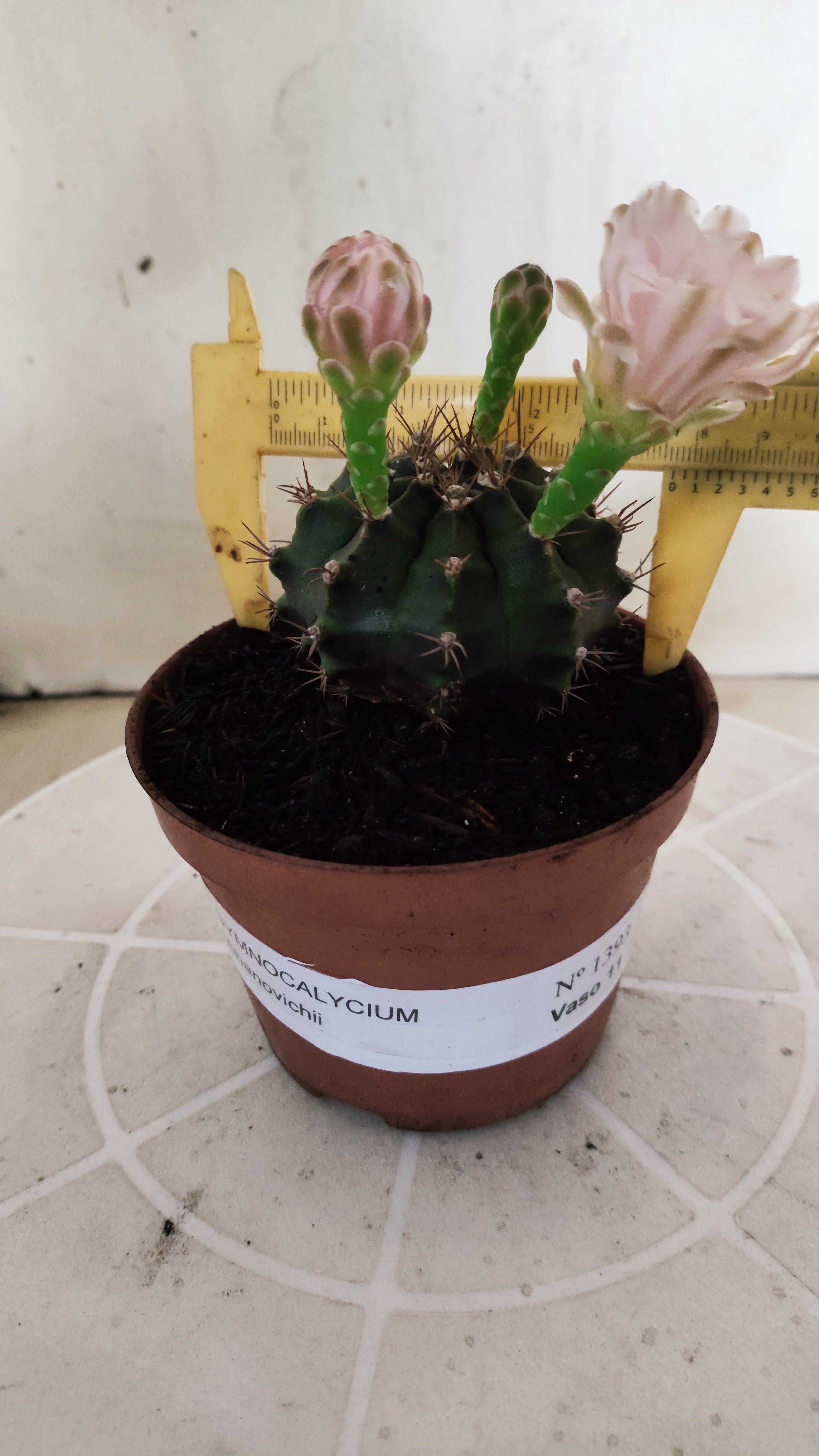 Matriz GYMNOCALYCIUM Mihanovichii  Nº 1393 – vaso 11