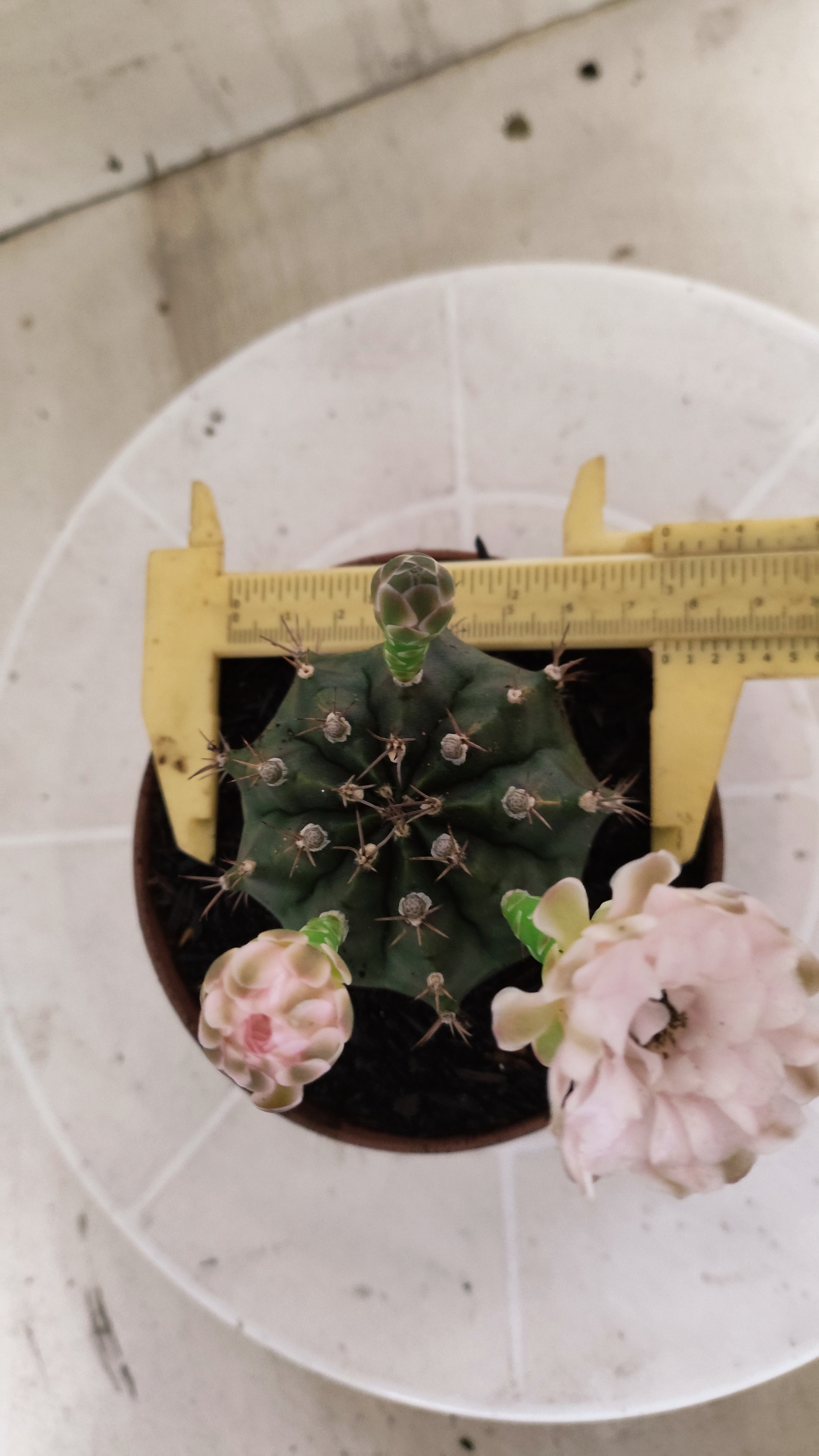 Matriz GYMNOCALYCIUM Mihanovichii  Nº 1393 – vaso 11