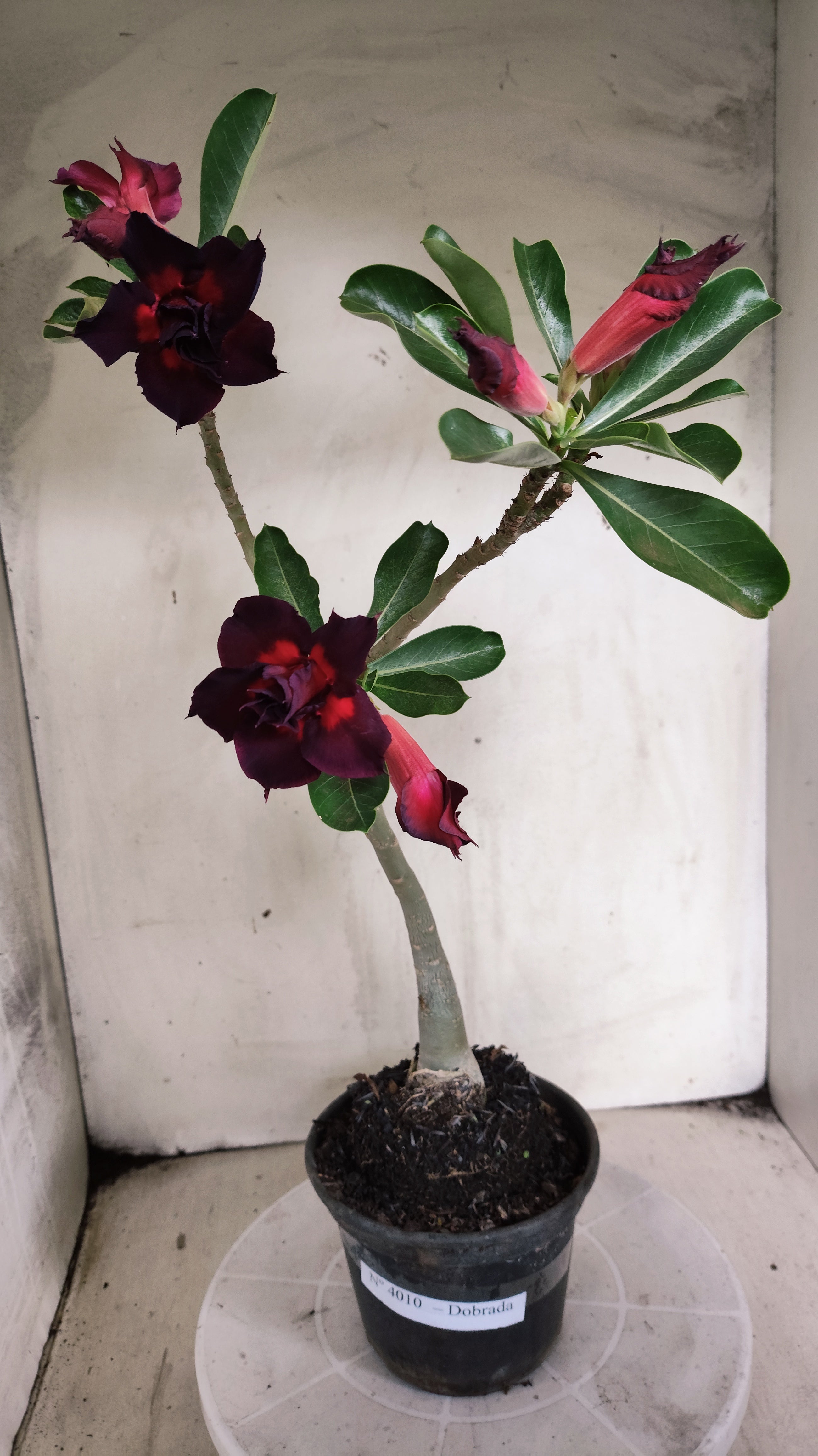 Planta Dobrada 4010 – 30cm – 02 anos - Vaso 15