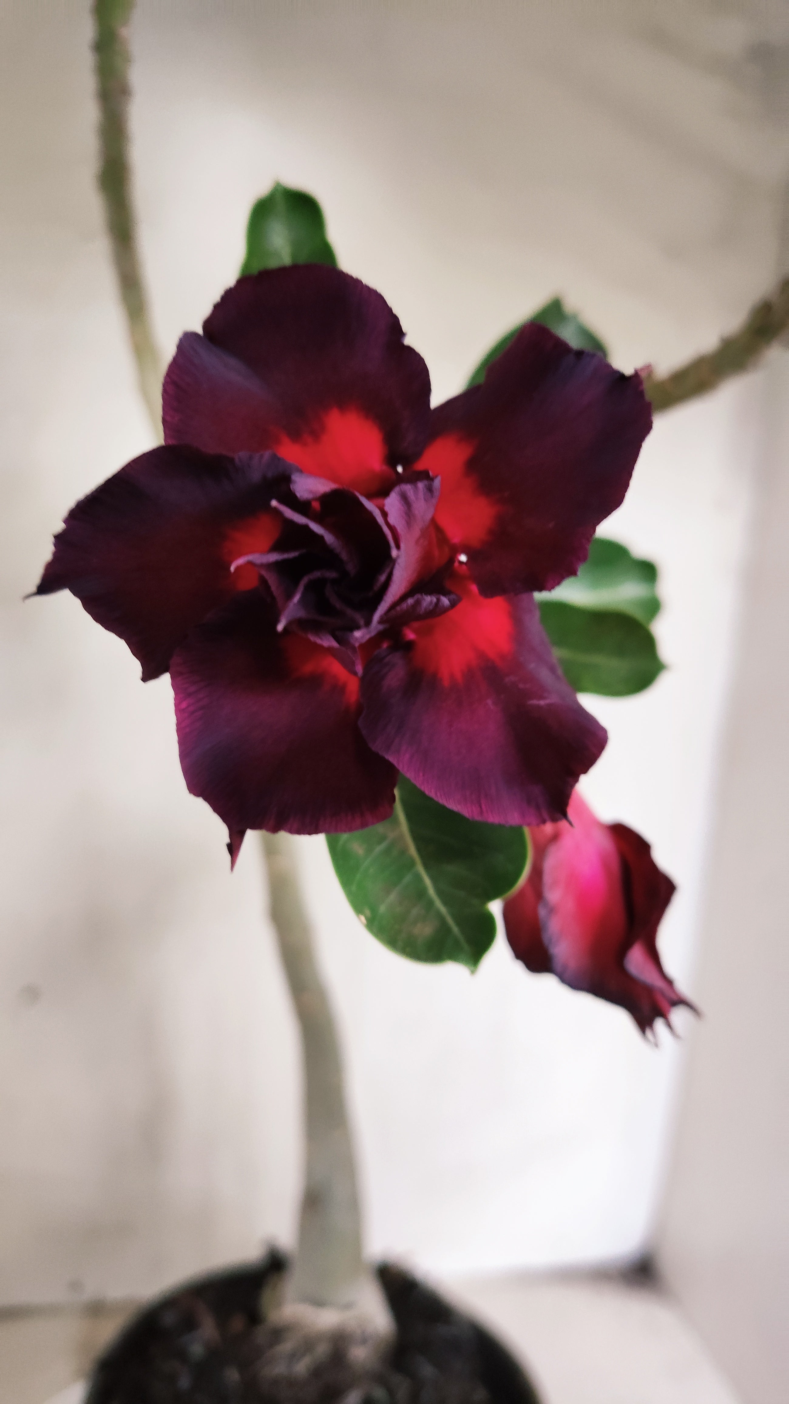 Planta Dobrada 4010 – 30cm – 02 anos - Vaso 15