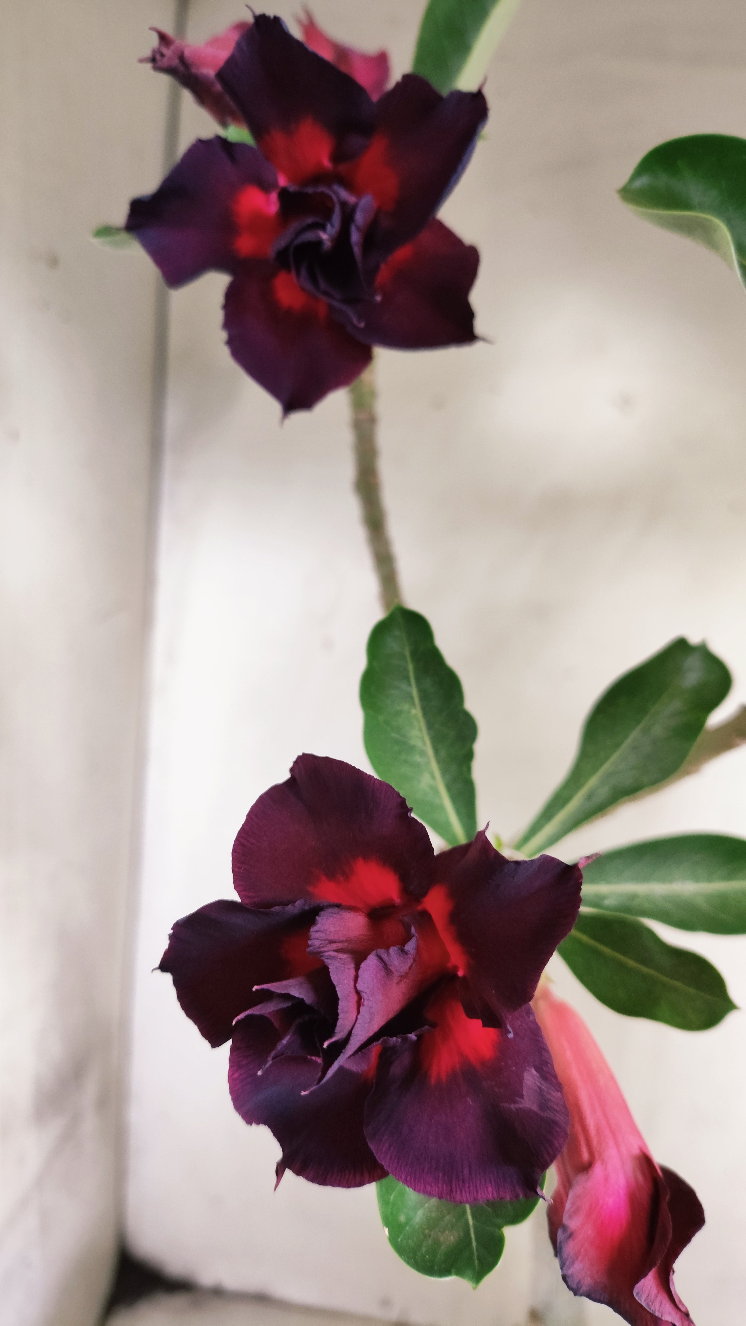 Planta Dobrada 4010 – 30cm – 02 anos - Vaso 15