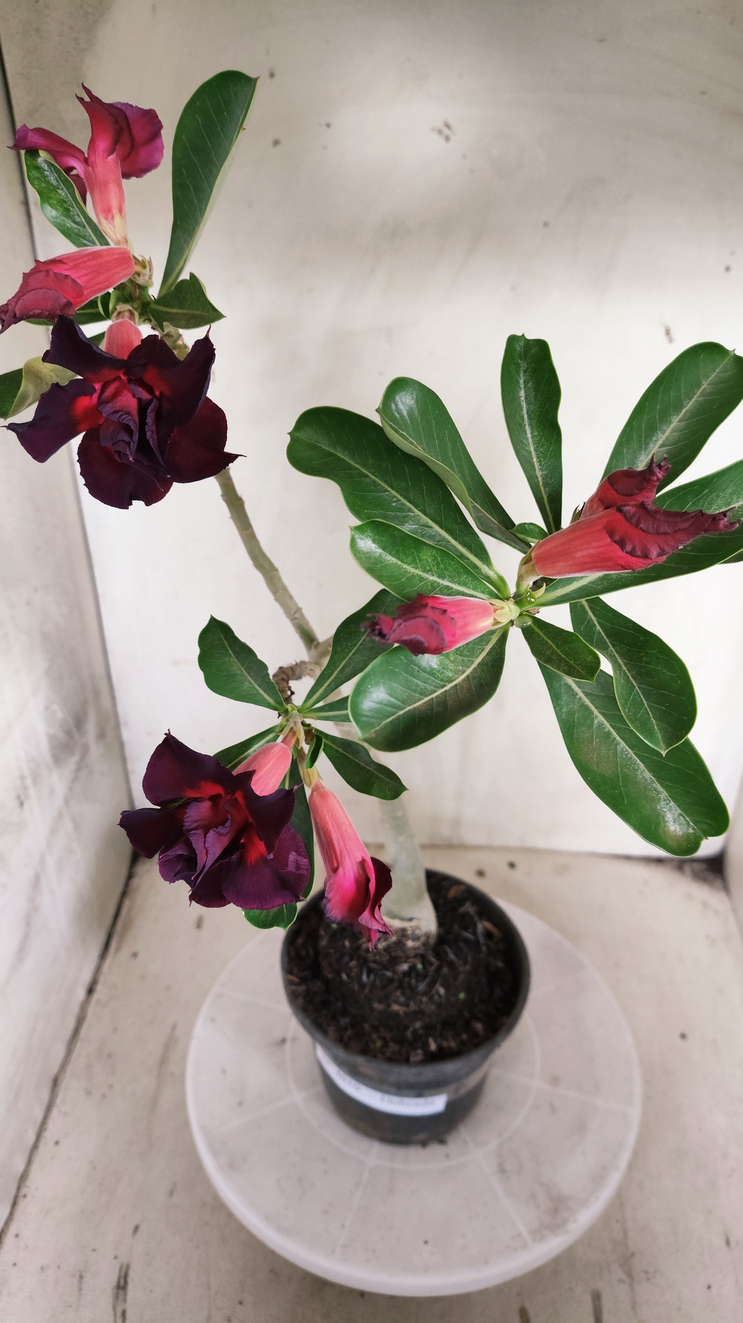 Planta Dobrada 4010 – 30cm – 02 anos - Vaso 15