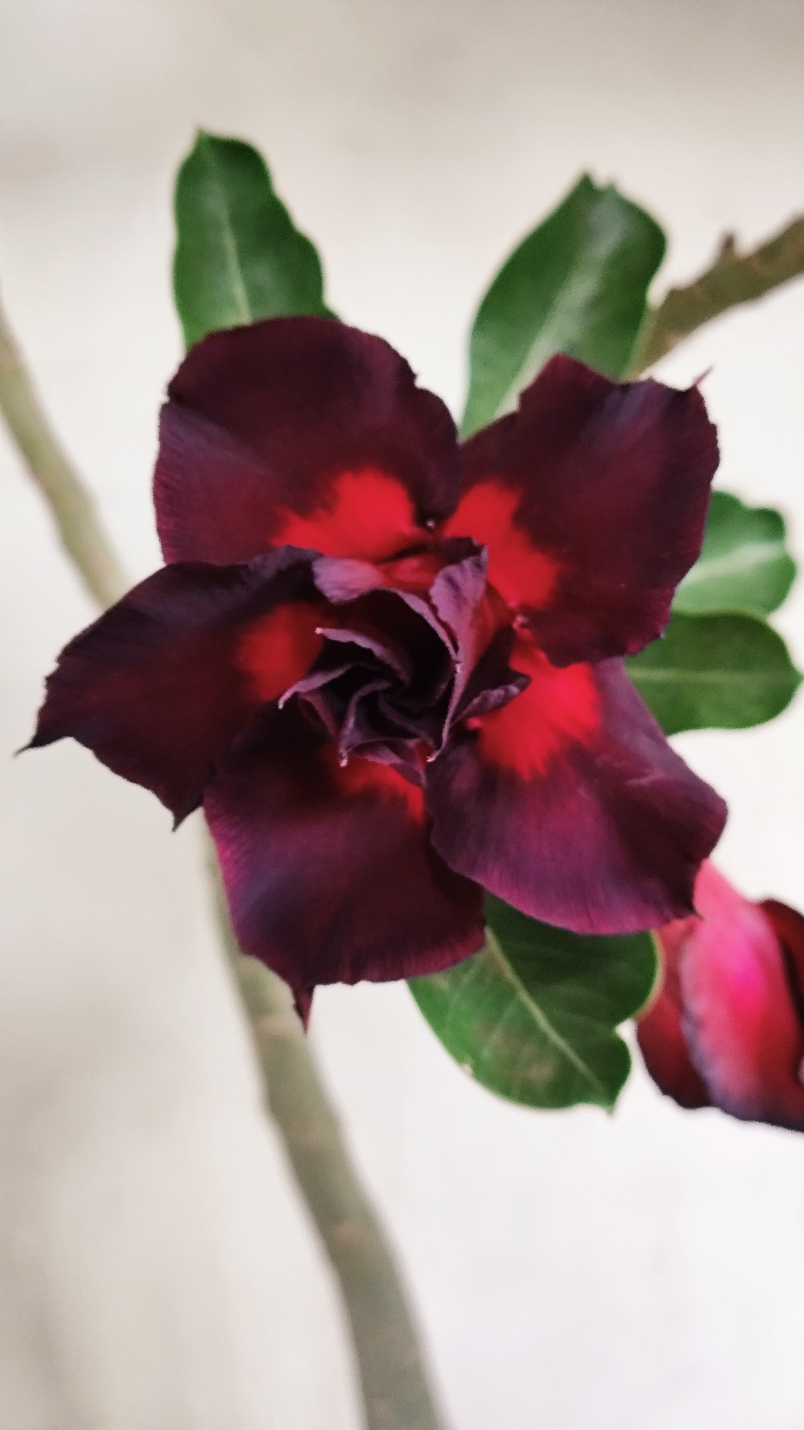 Planta Dobrada 4010 – 30cm – 02 anos - Vaso 15