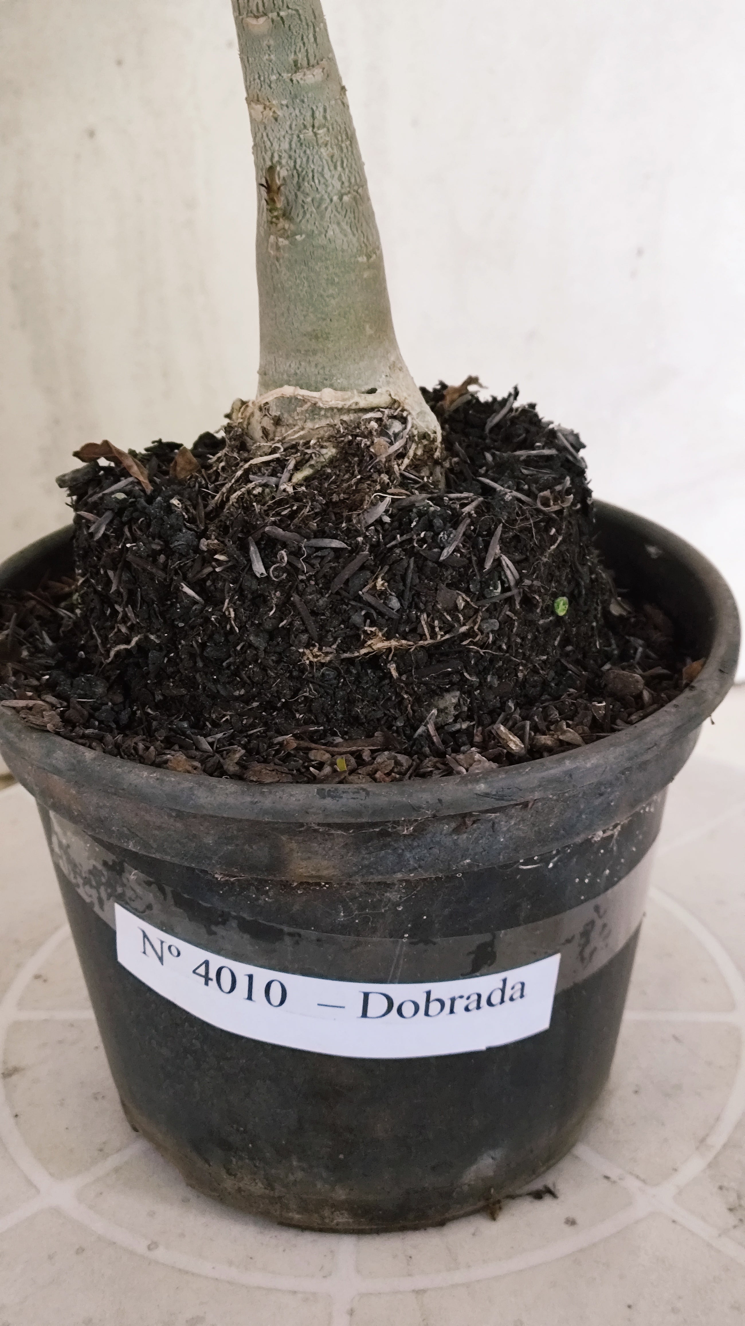 Planta Dobrada 4010 – 30cm – 02 anos - Vaso 15