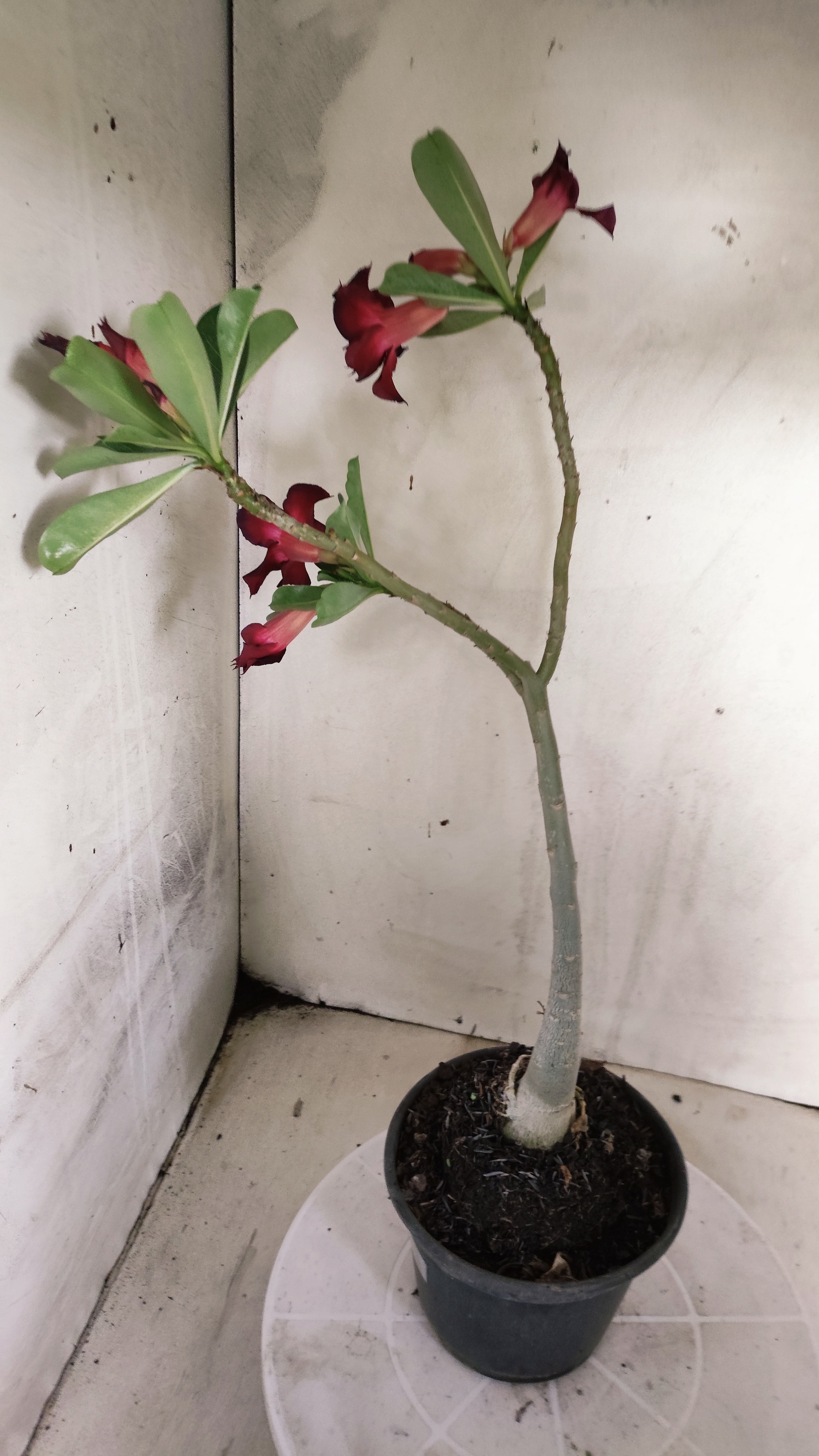 Planta Dobrada 4010 – 30cm – 02 anos - Vaso 15