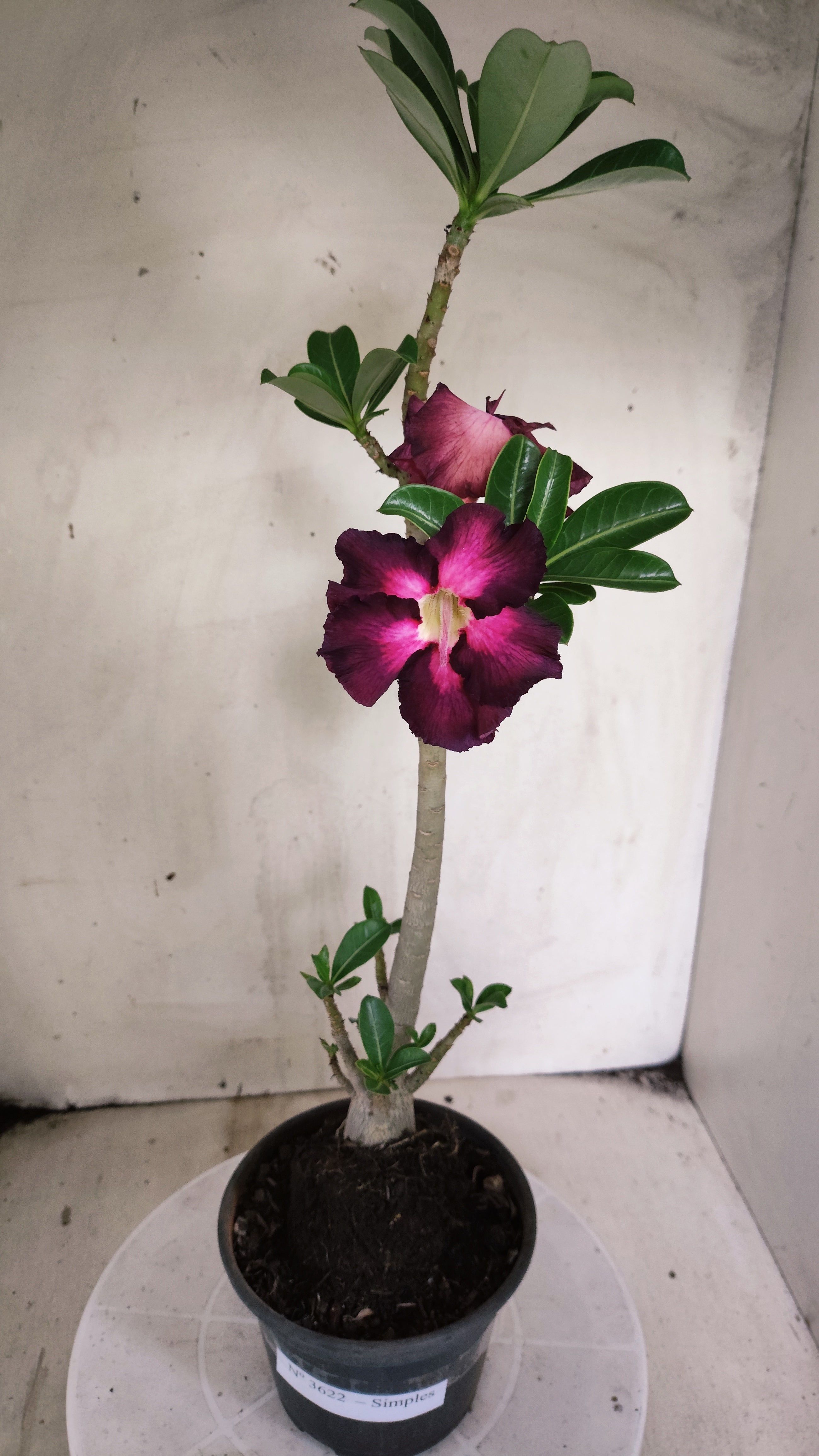 Planta Simples 3622 – 30cm – 02 anos - vaso 15