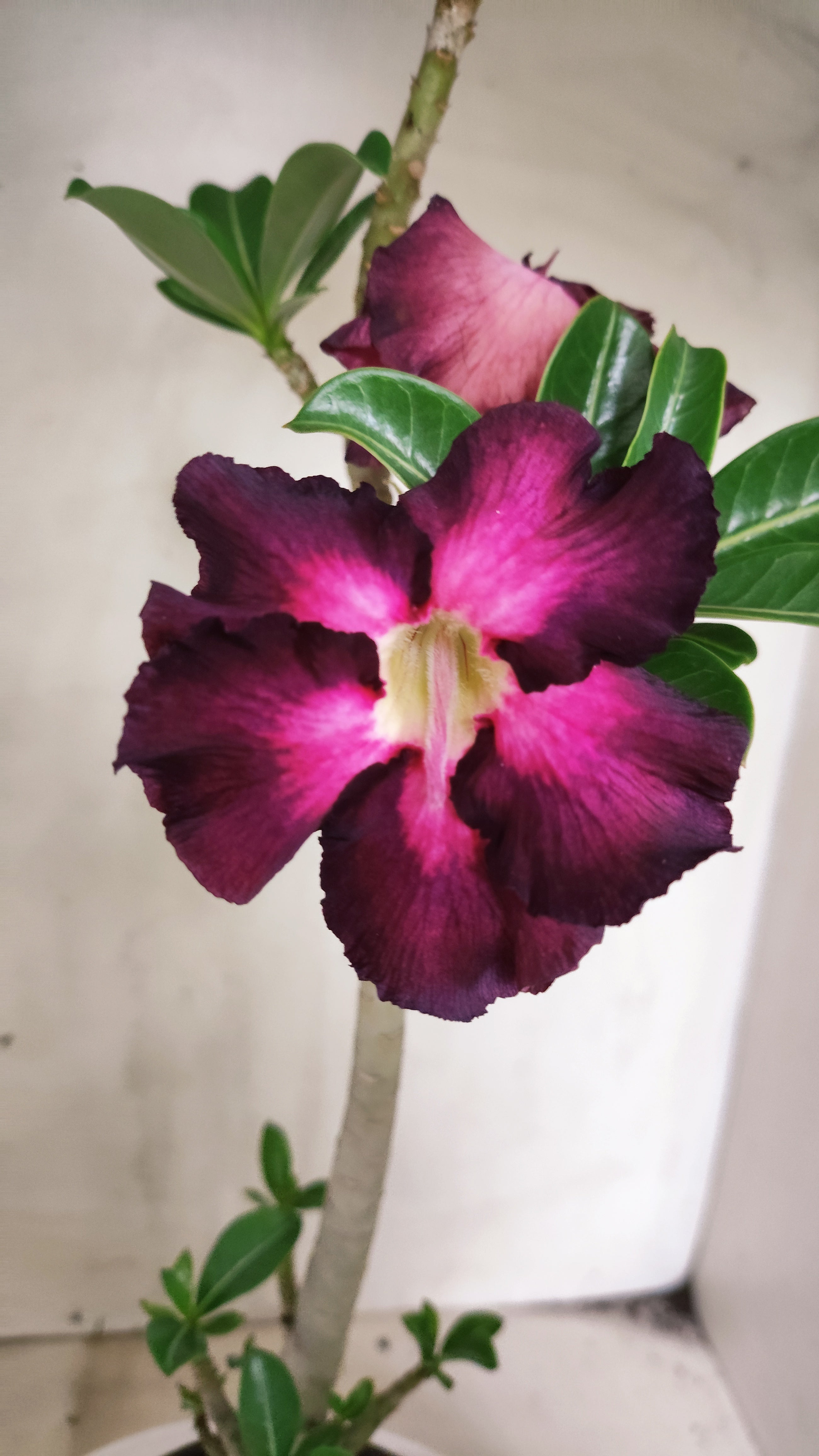 Planta Simples 3622 – 30cm – 02 anos - vaso 15