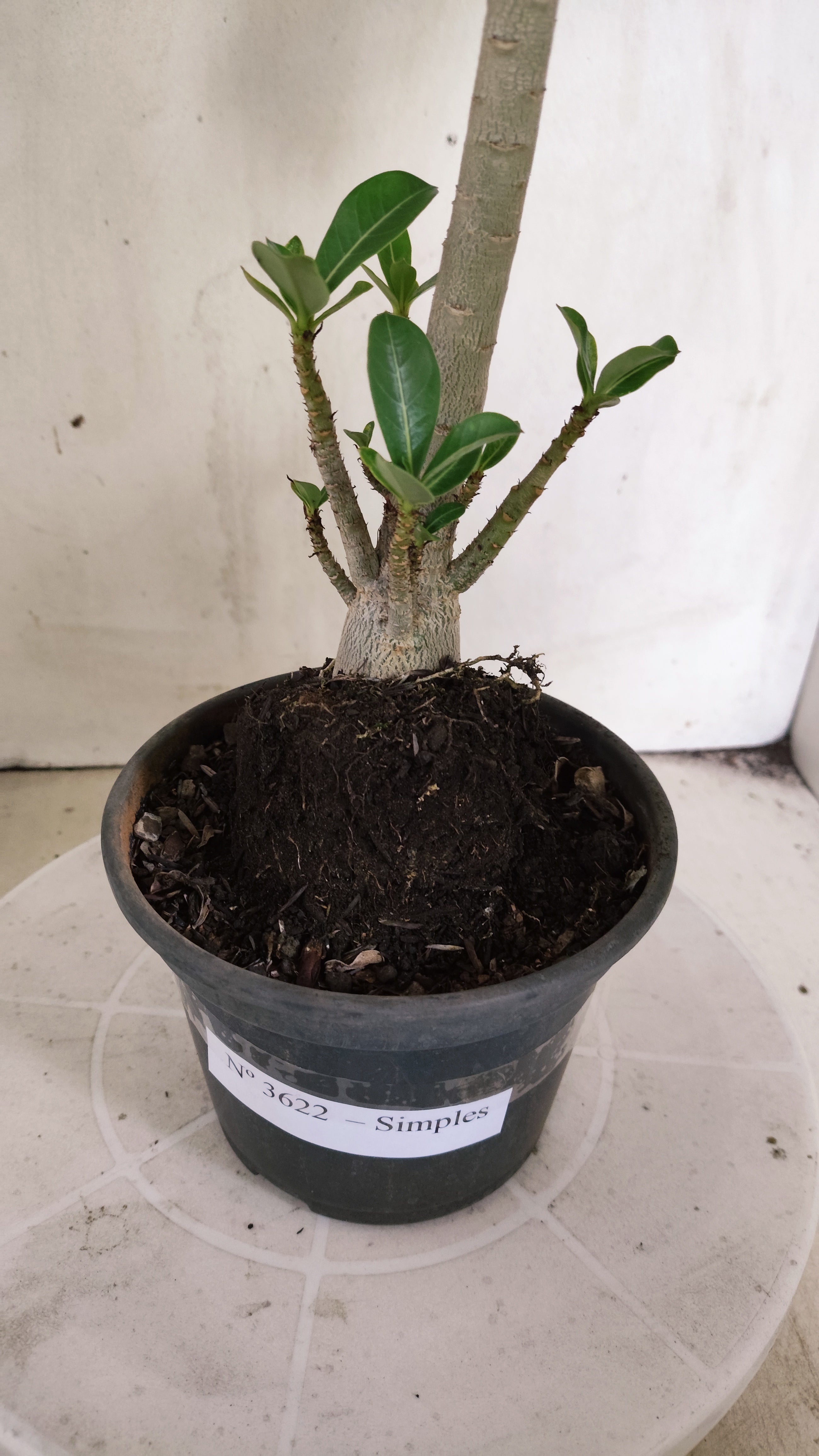 Planta Simples 3622 – 30cm – 02 anos - vaso 15