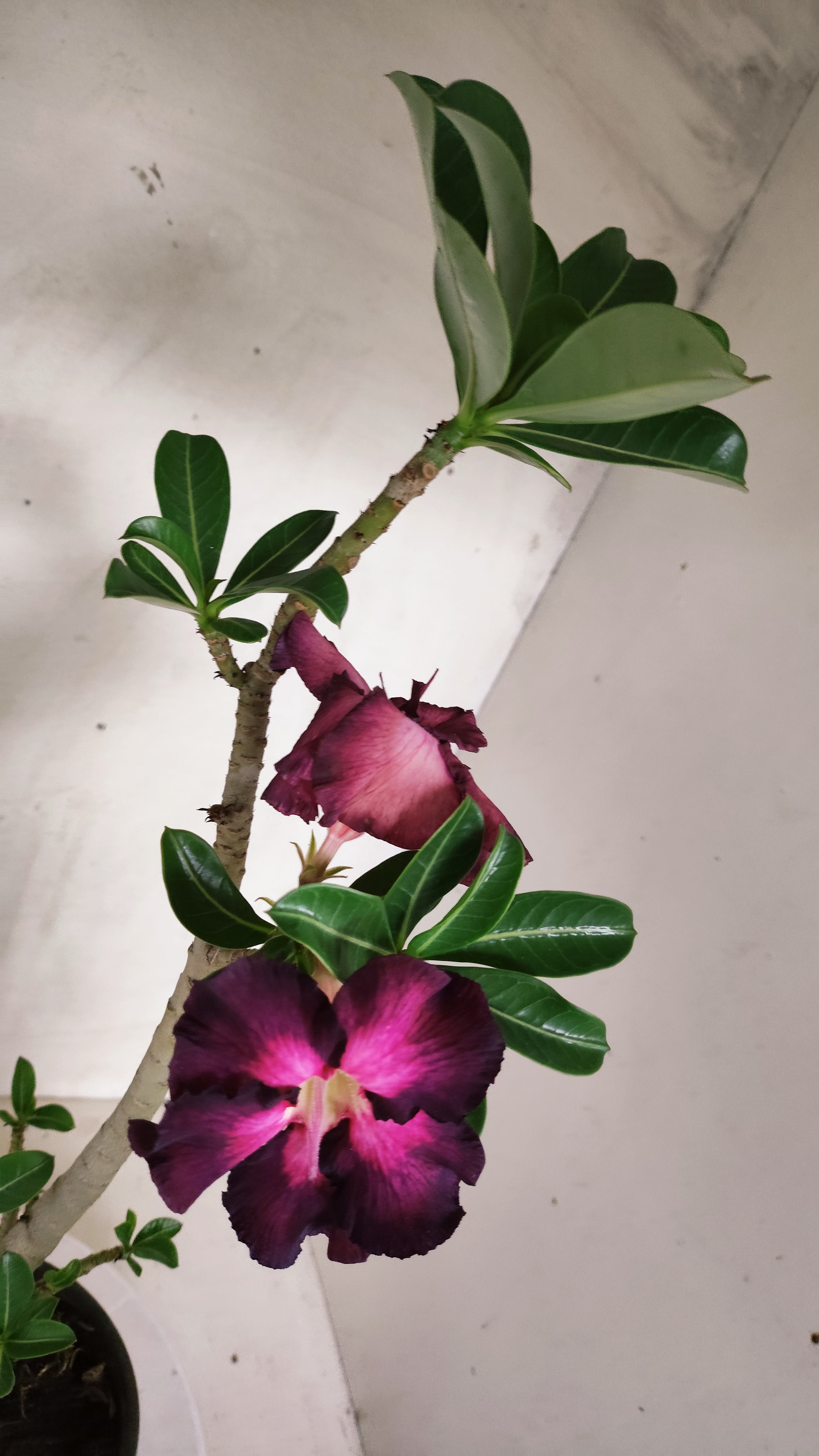 Planta Simples 3622 – 30cm – 02 anos - vaso 15