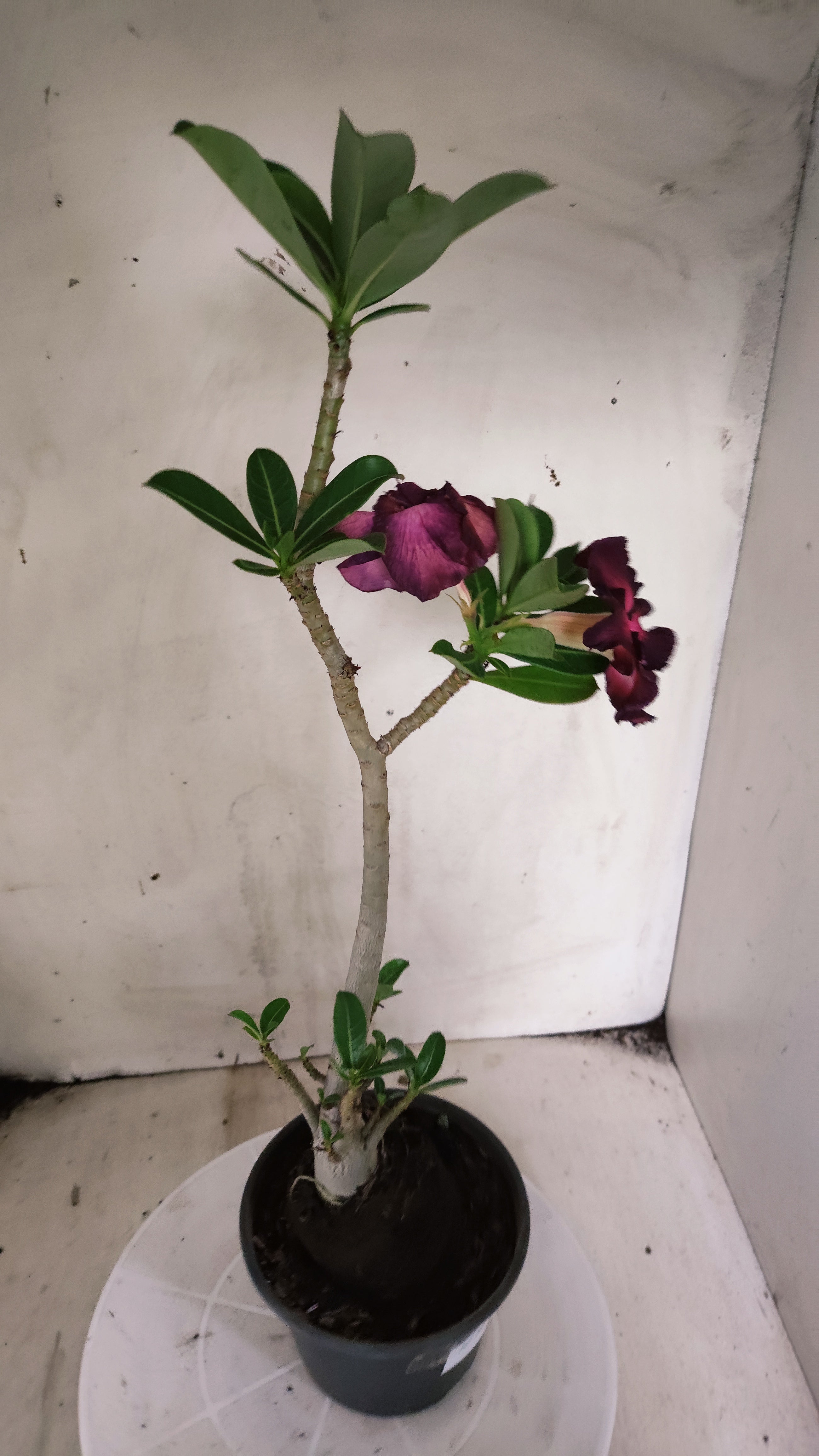 Planta Simples 3622 – 30cm – 02 anos - vaso 15