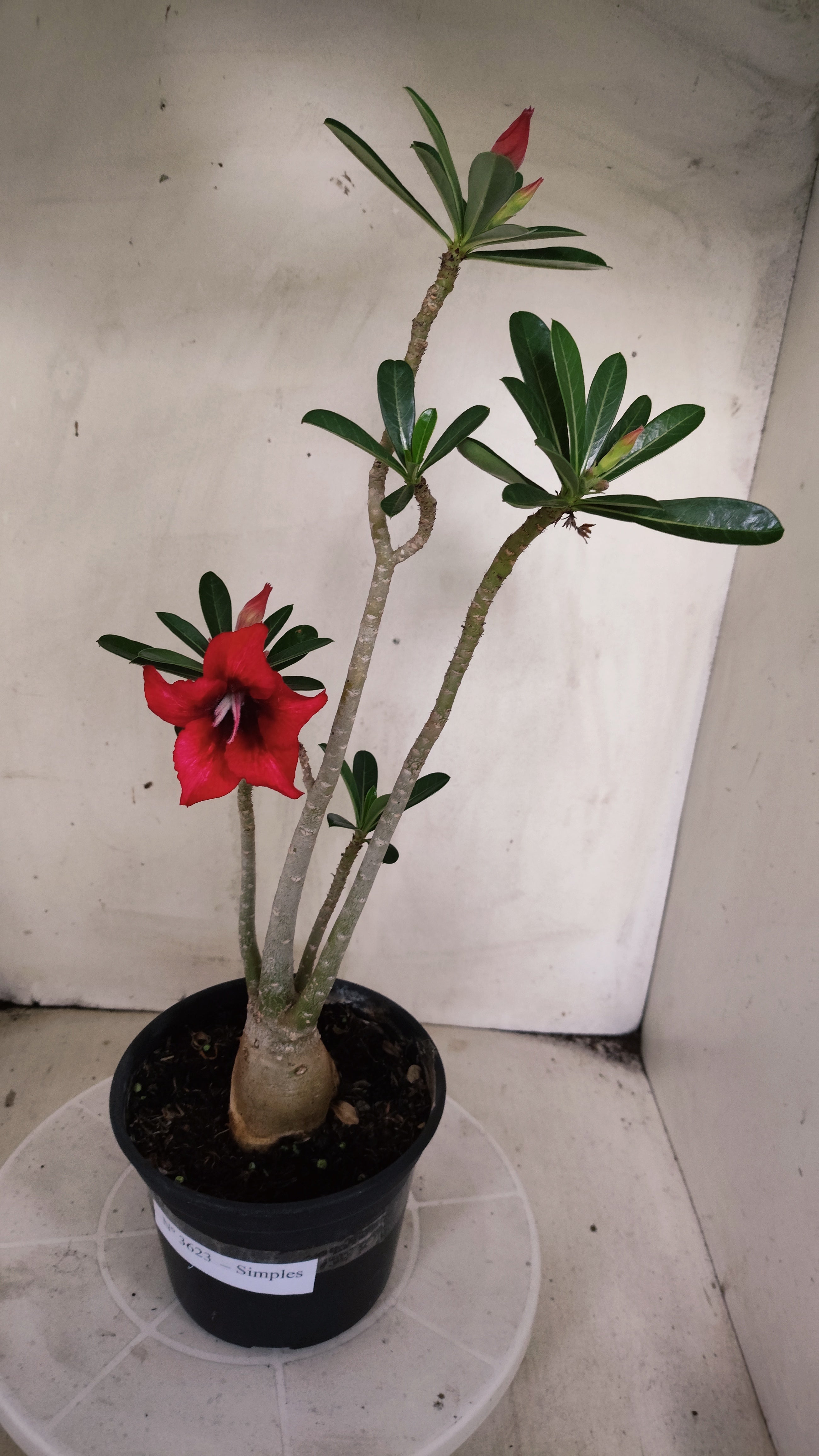 Planta Simples 3623 – 30cm – 03 anos - vaso 15