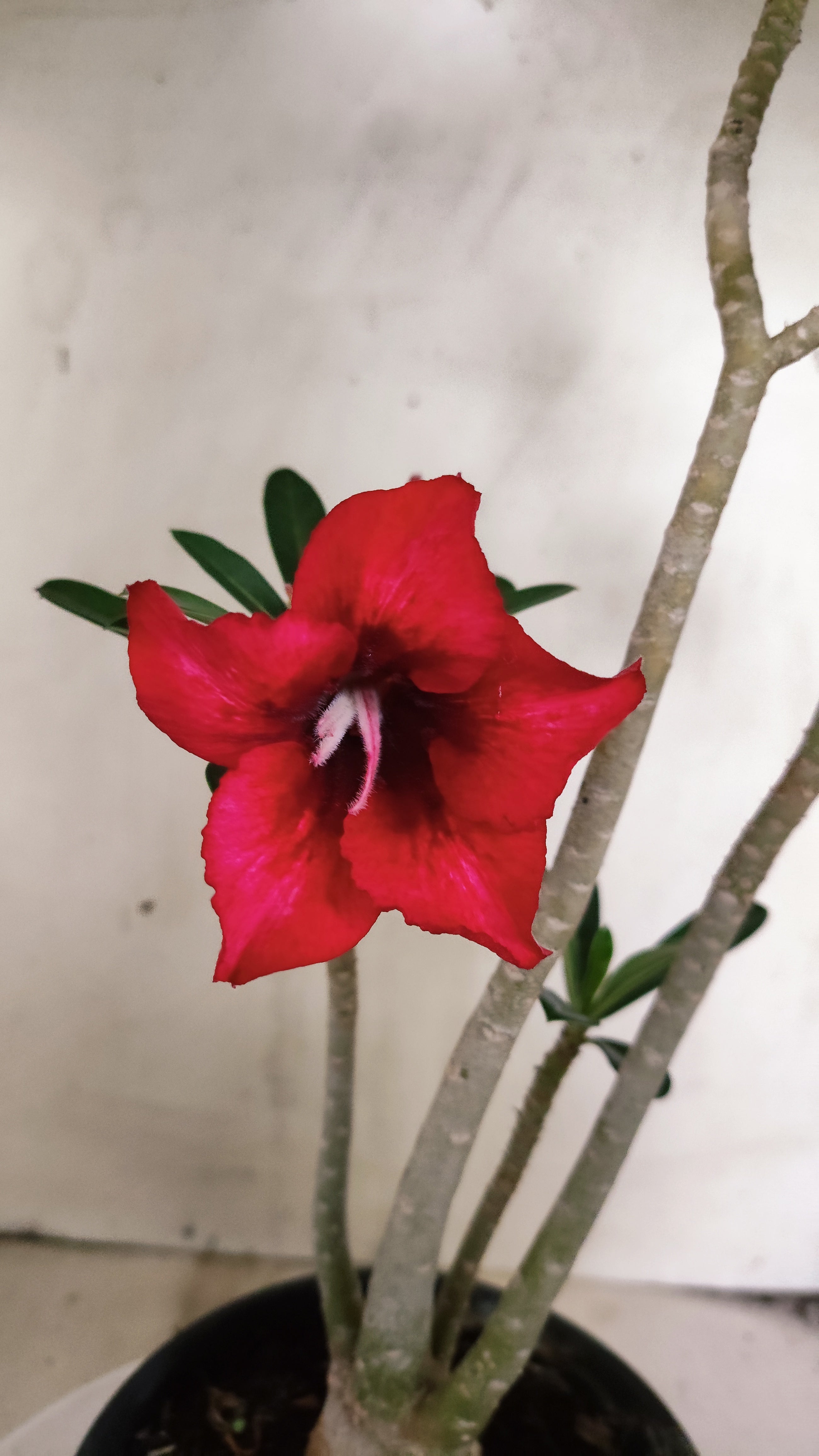 Planta Simples 3623 – 30cm – 03 anos - vaso 15