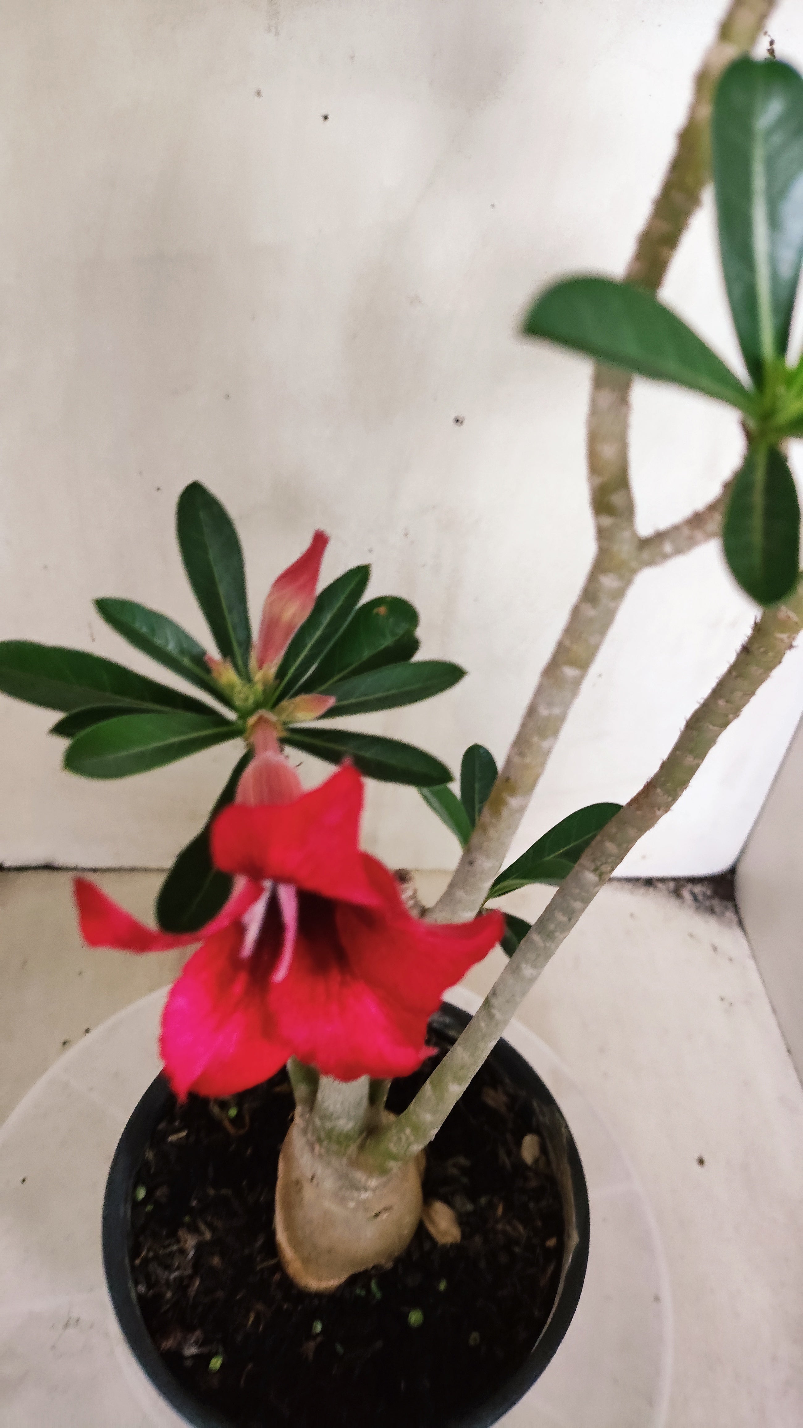 Planta Simples 3623 – 30cm – 03 anos - vaso 15