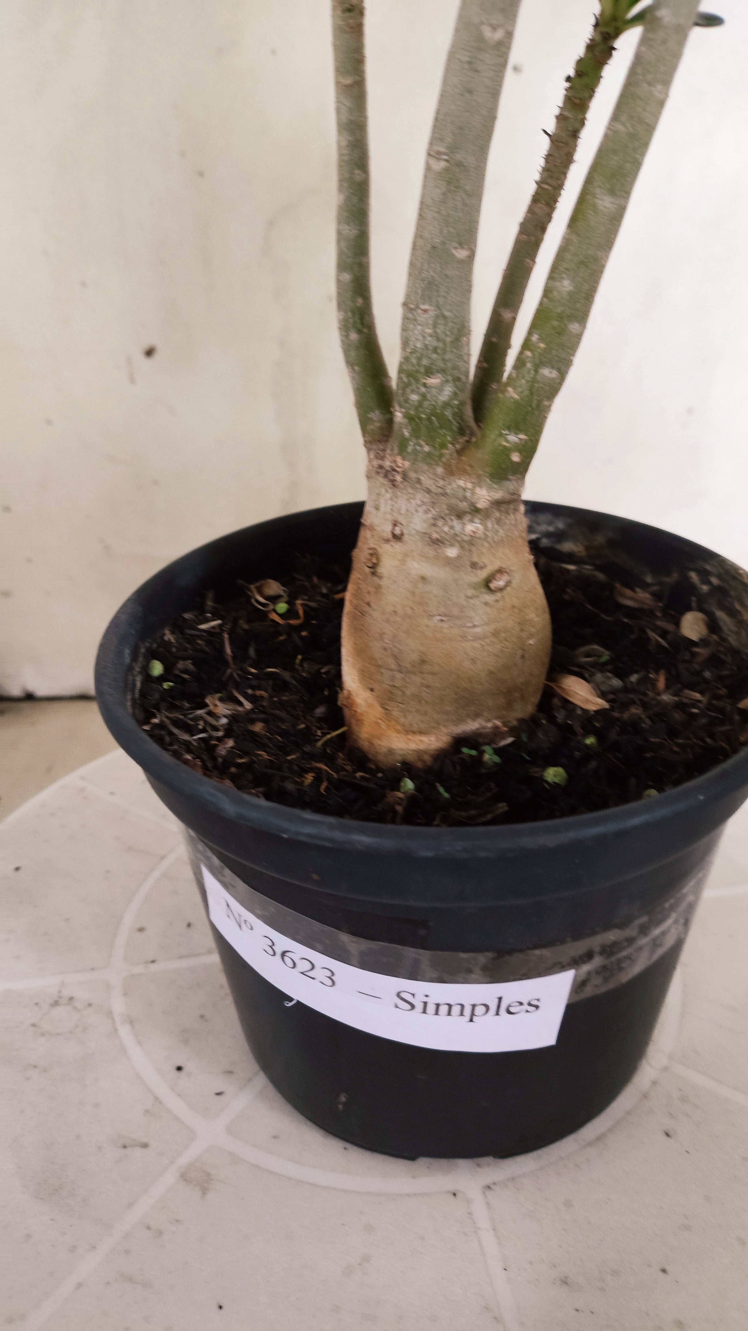 Planta Simples 3623 – 30cm – 03 anos - vaso 15