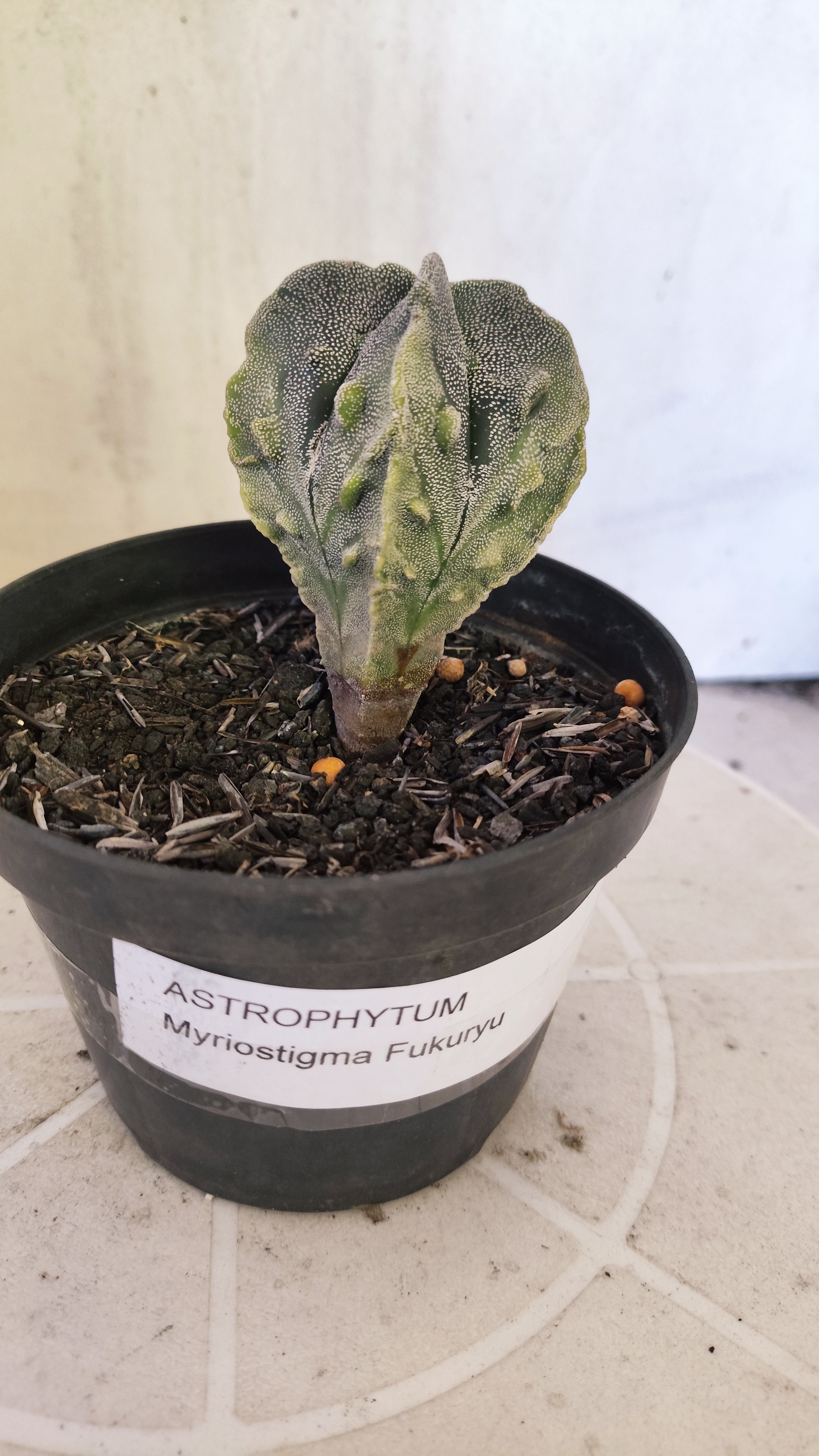 ASTROPHYTUM MYRIOSTIGMA cv KIKKO "Fukuryu - Variegata"  Nº 1422 – vaso 11