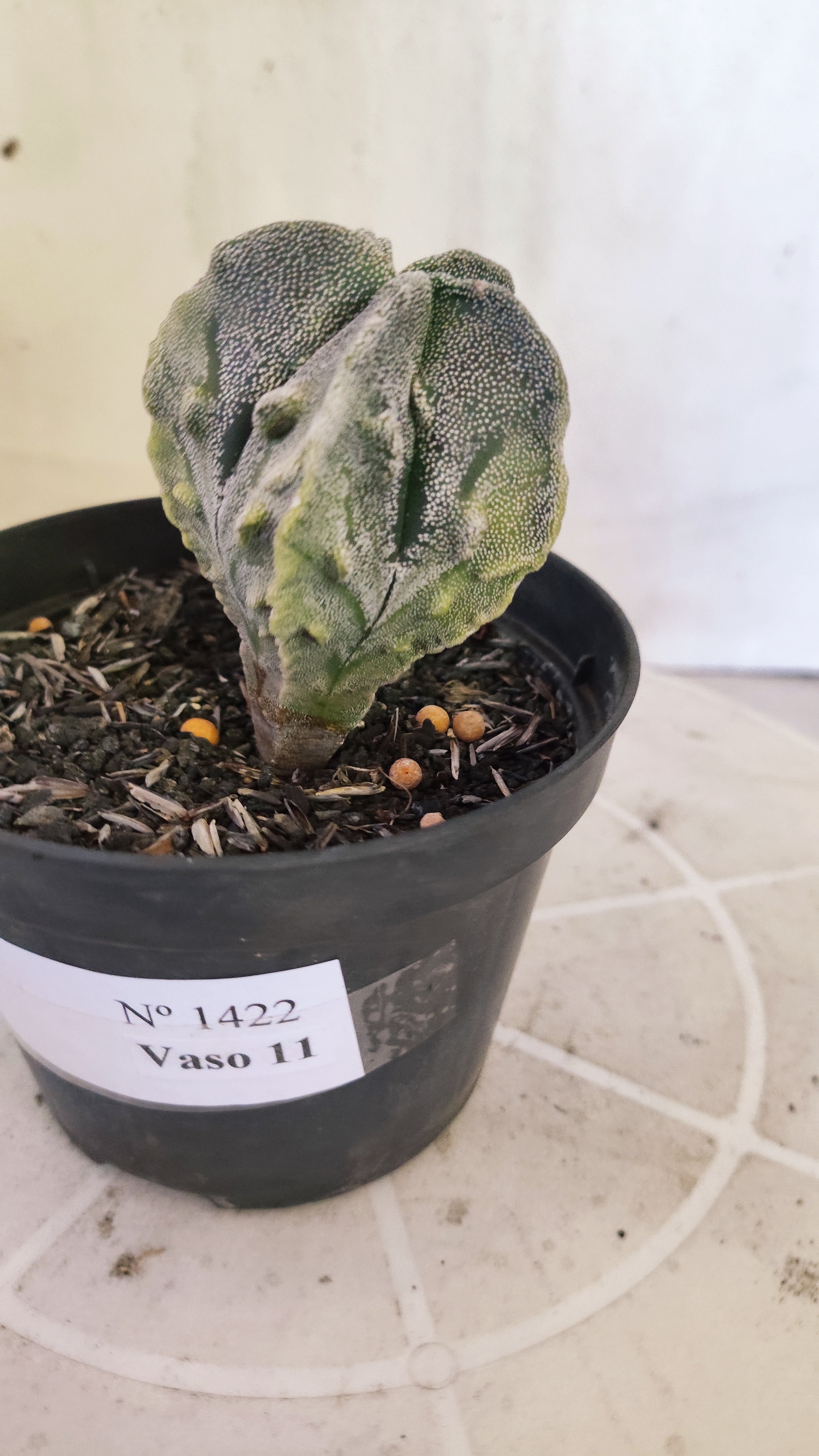 ASTROPHYTUM MYRIOSTIGMA cv KIKKO "Fukuryu - Variegata"  Nº 1422 – vaso 11