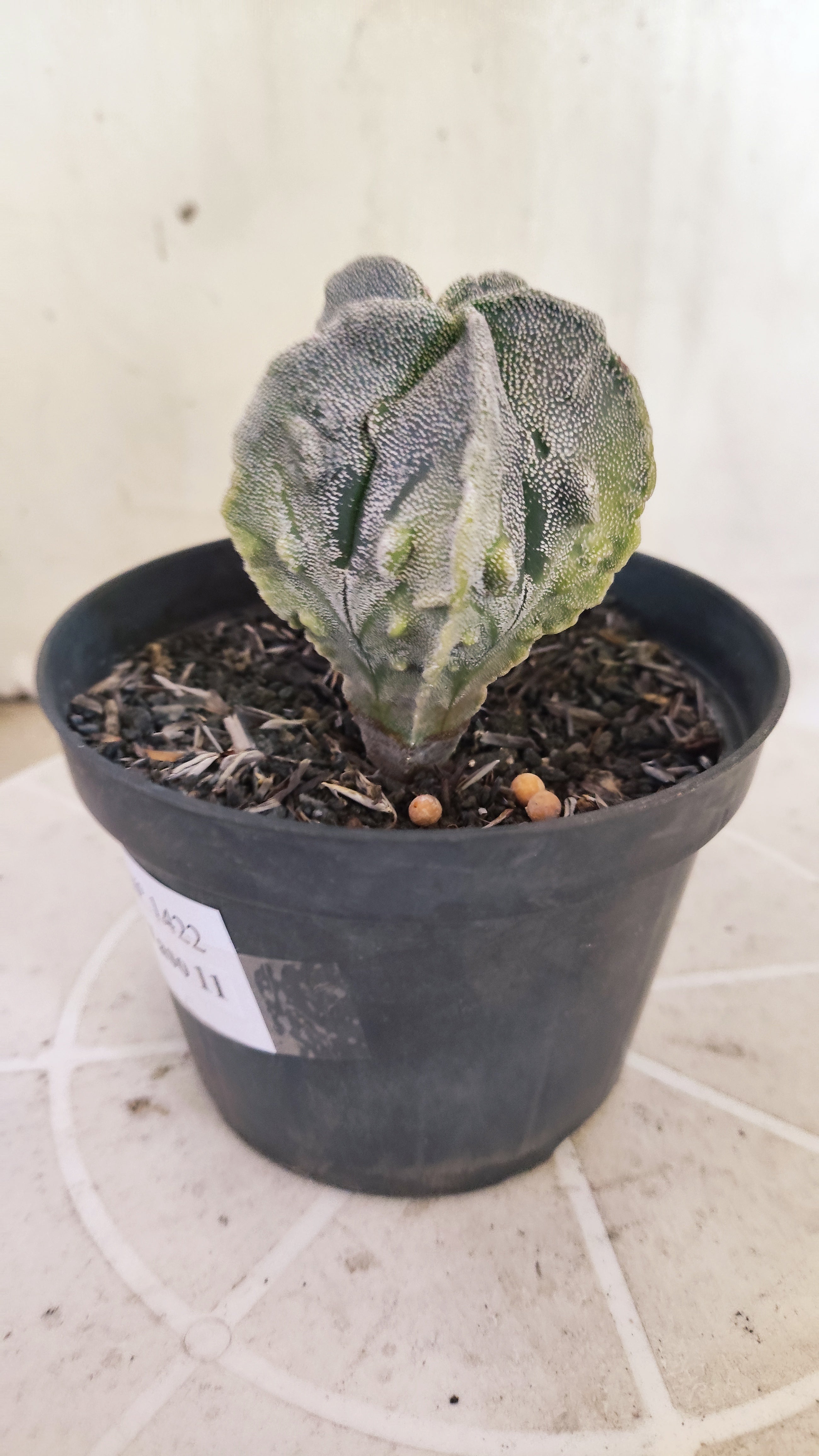 ASTROPHYTUM MYRIOSTIGMA cv KIKKO "Fukuryu - Variegata"  Nº 1422 – vaso 11