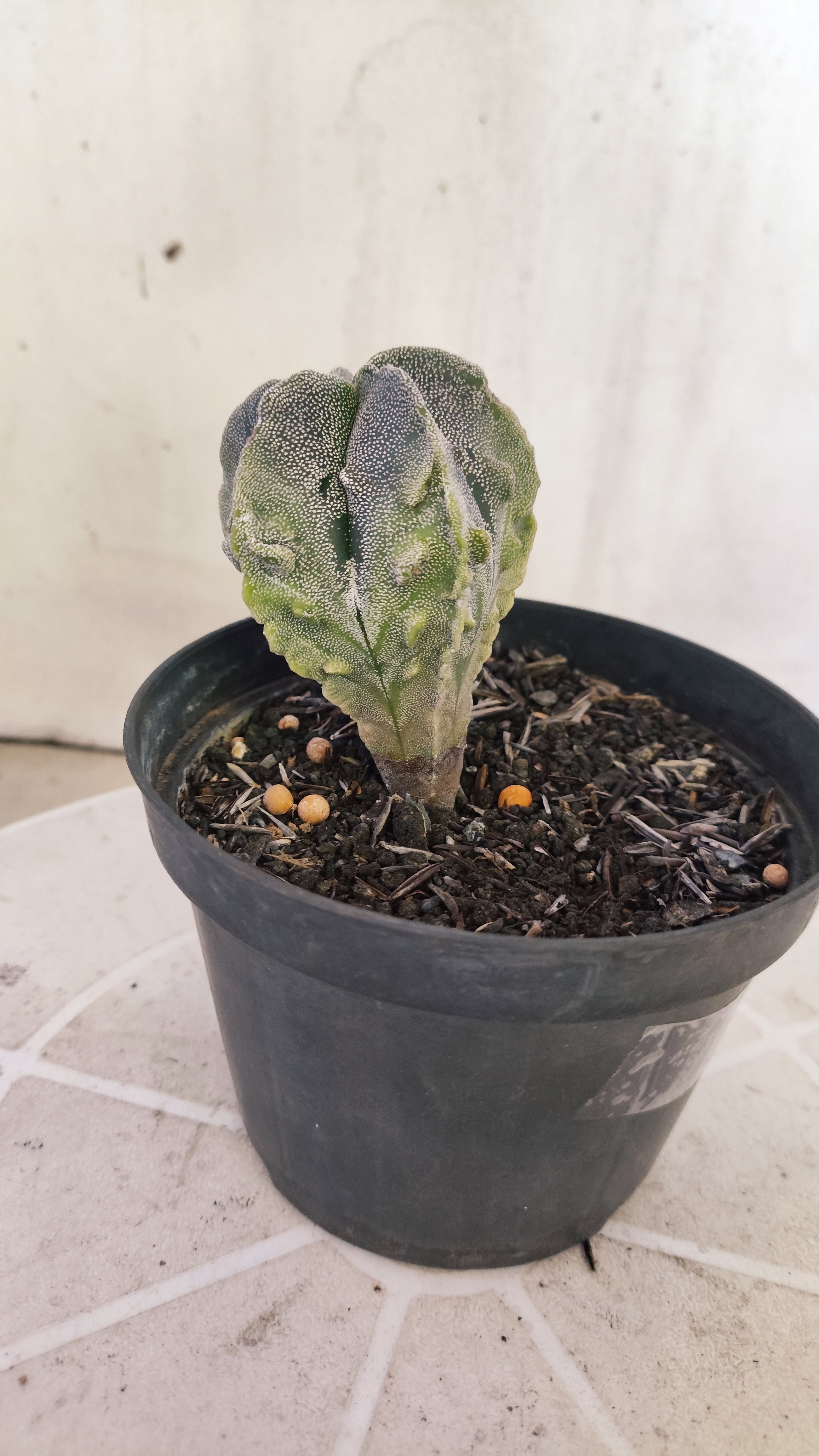 ASTROPHYTUM MYRIOSTIGMA cv KIKKO "Fukuryu - Variegata"  Nº 1422 – vaso 11