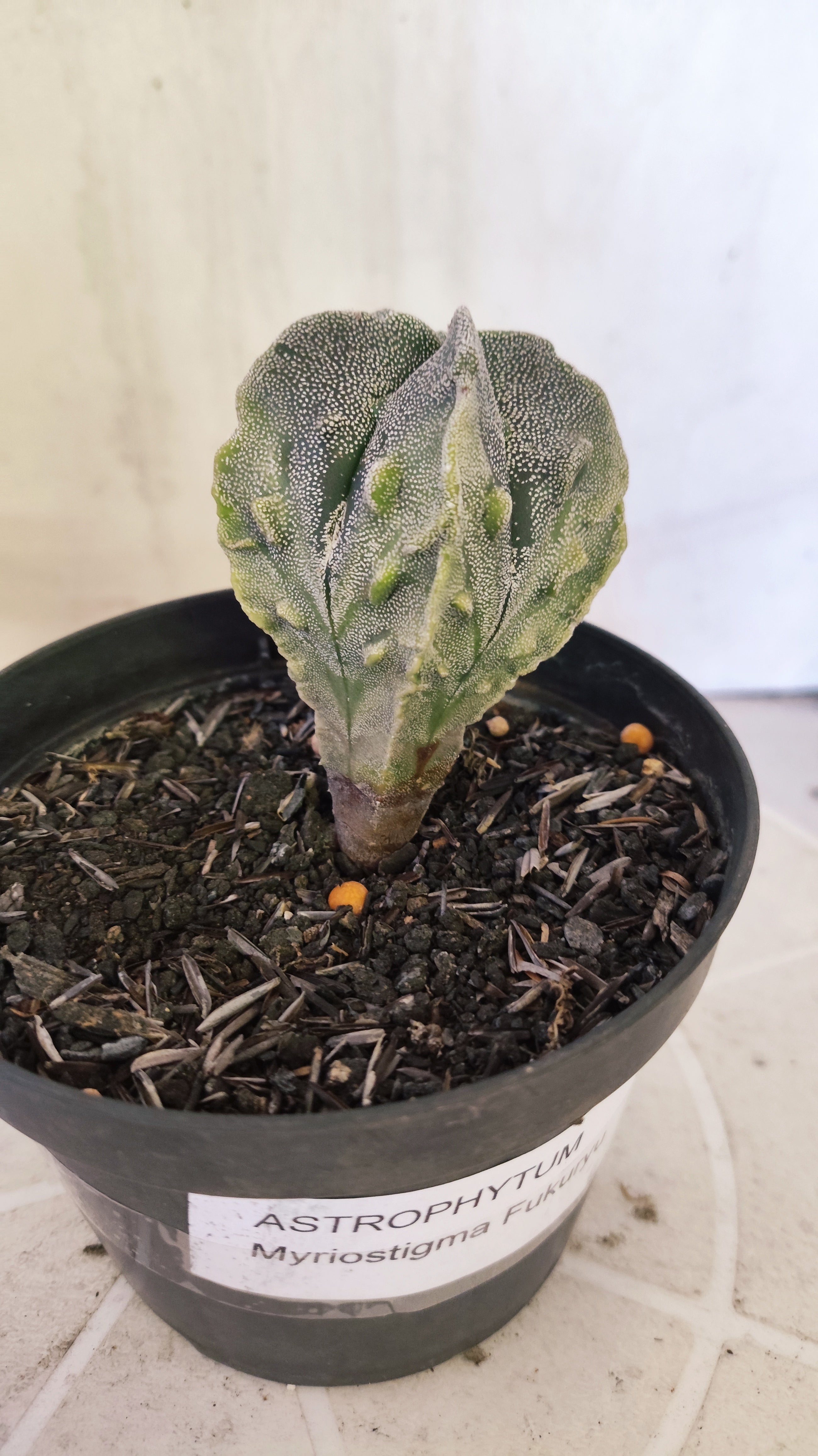ASTROPHYTUM MYRIOSTIGMA cv KIKKO "Fukuryu - Variegata"  Nº 1422 – vaso 11